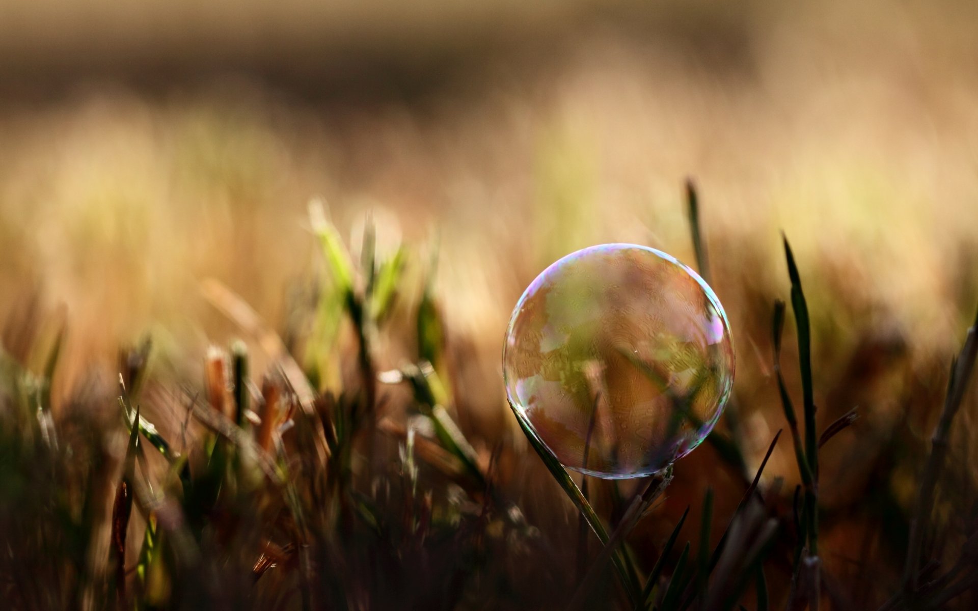 herbe plantes nature été savon bulle lumière ombre photo macro fond fond d écran