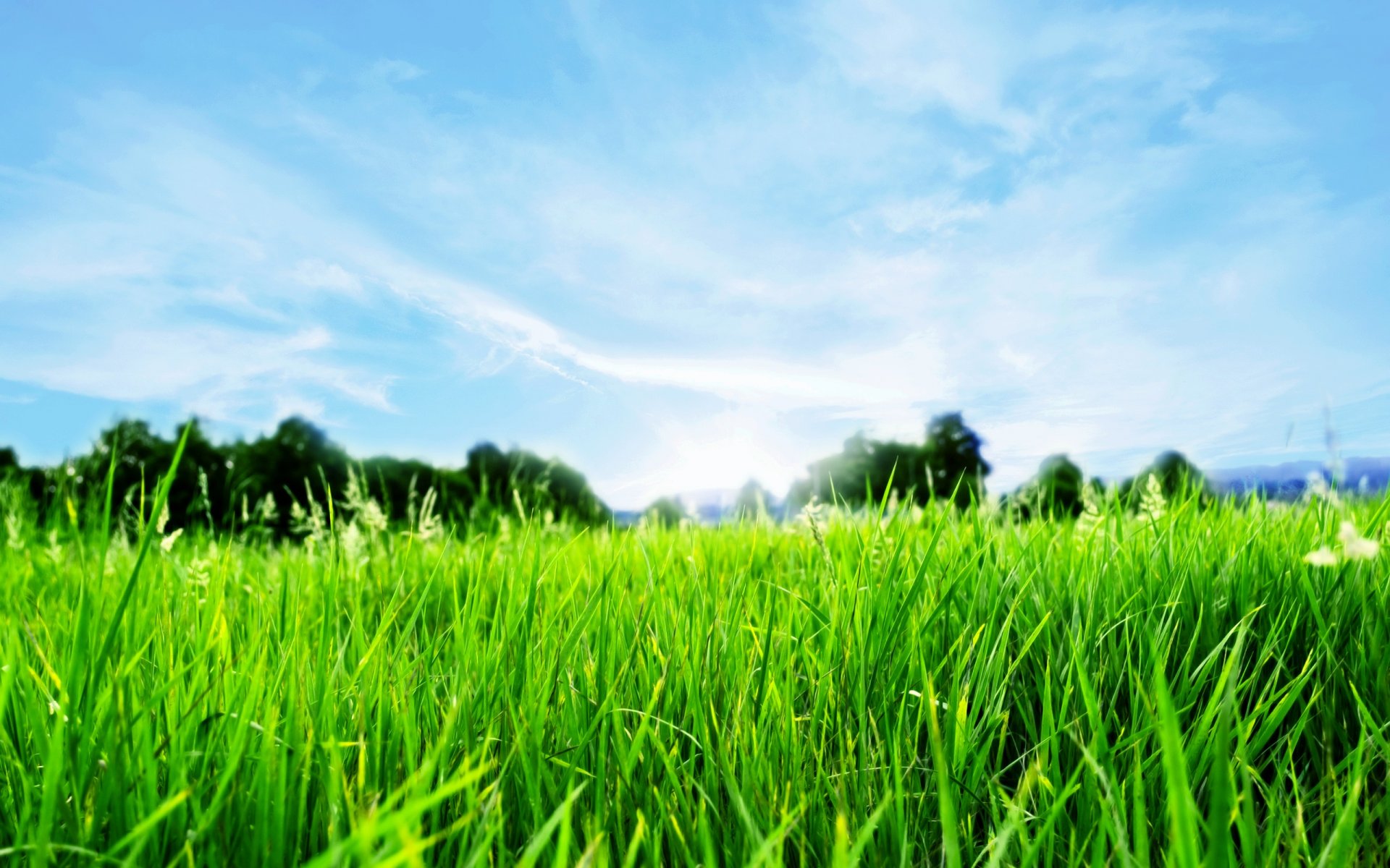 gras horizont frühling