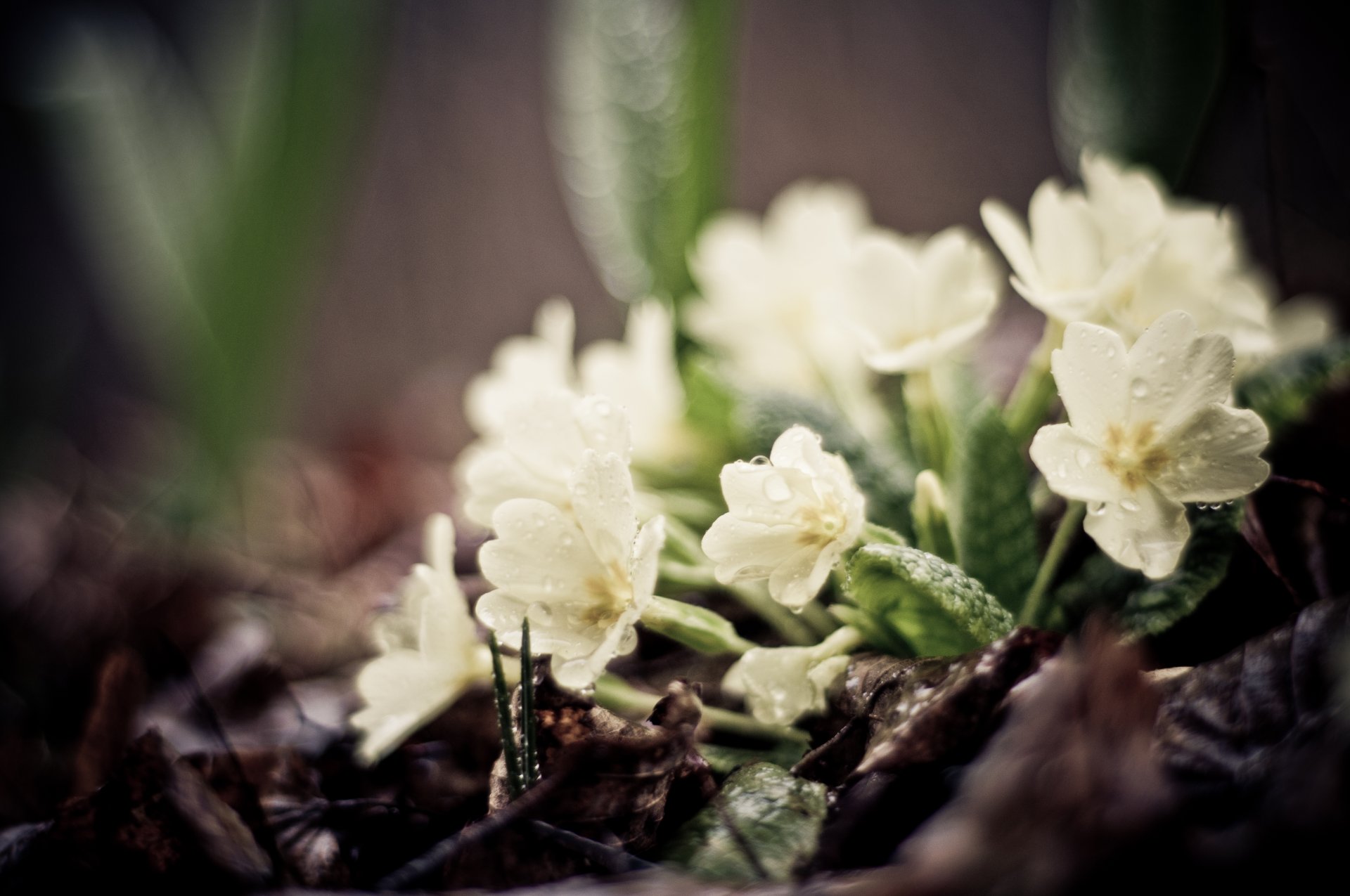 blumen weiß erde blätter grüns pflanzen tropfen frühling fokus makro