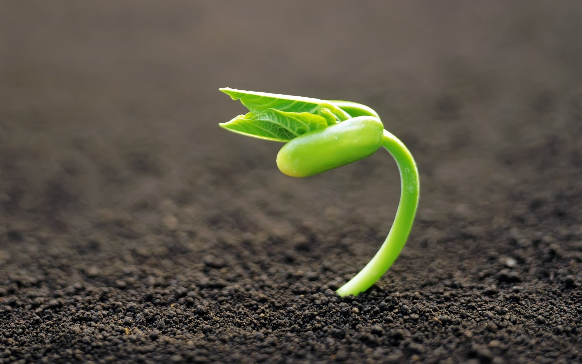 close up background land the germ plant focu