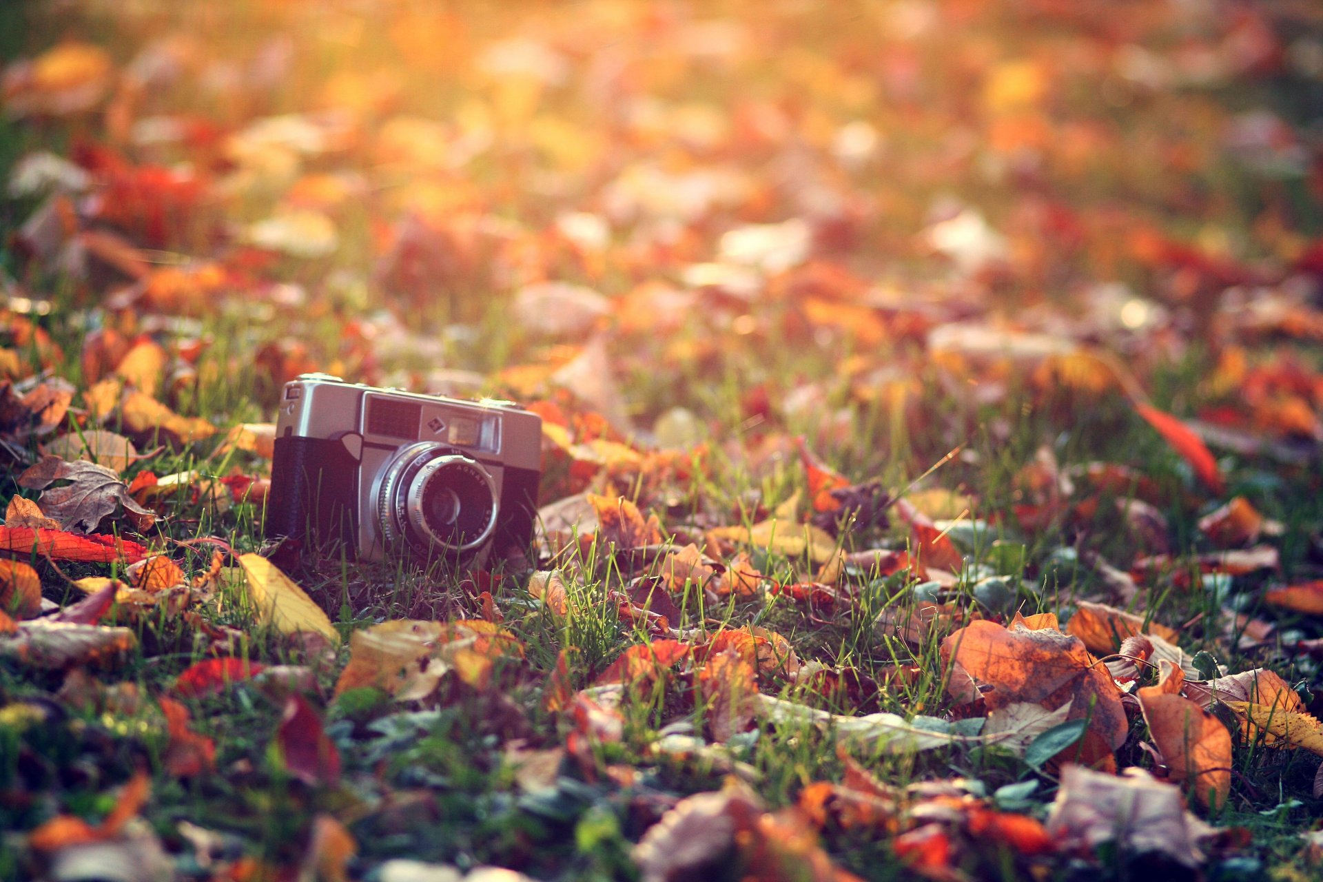 macchina fotografica foglie erba autunno luce sole calore trattamento macro