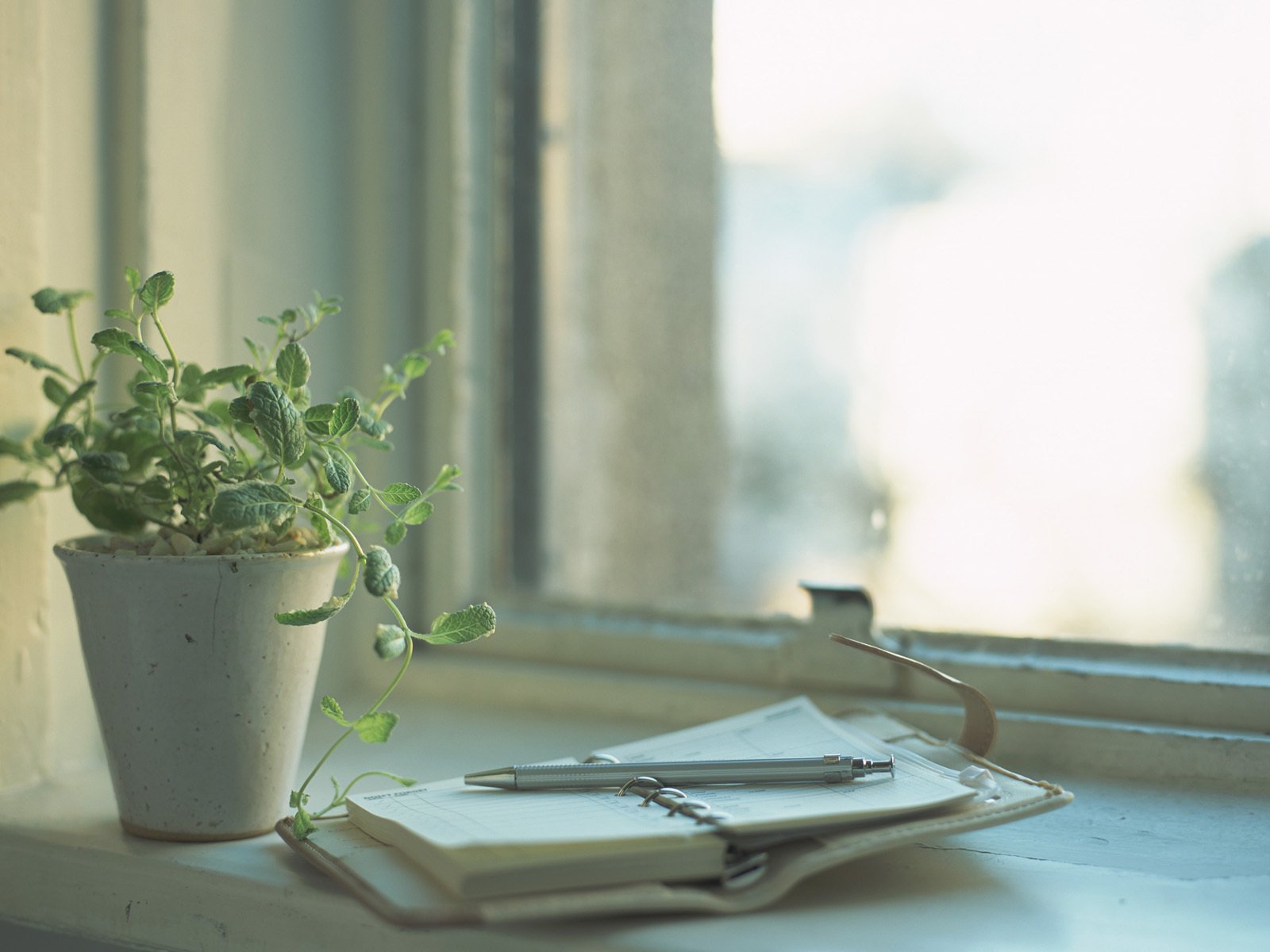 window flower plant notebook diary notebook pen reflection light day