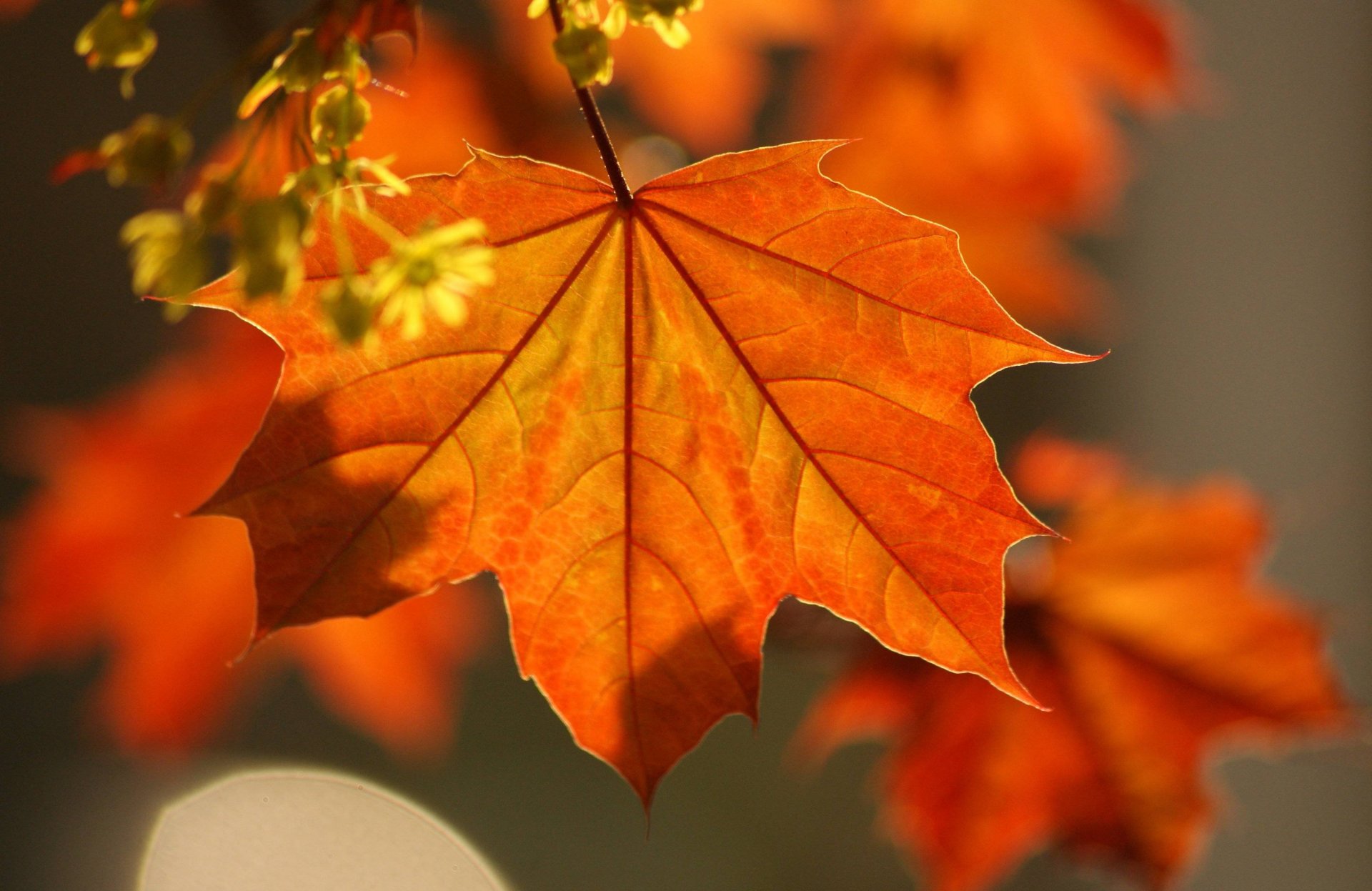 gros plan feuilles érable automne