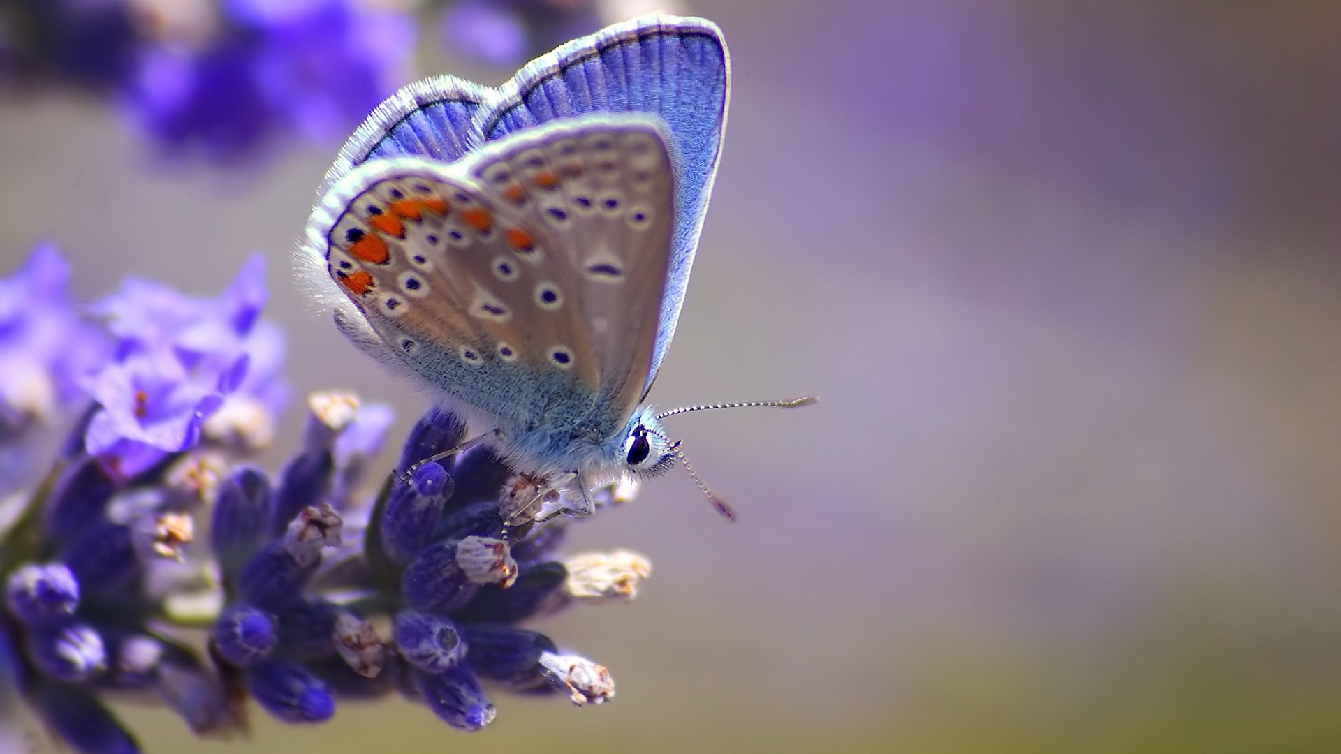 flower butterfly close up blur blue