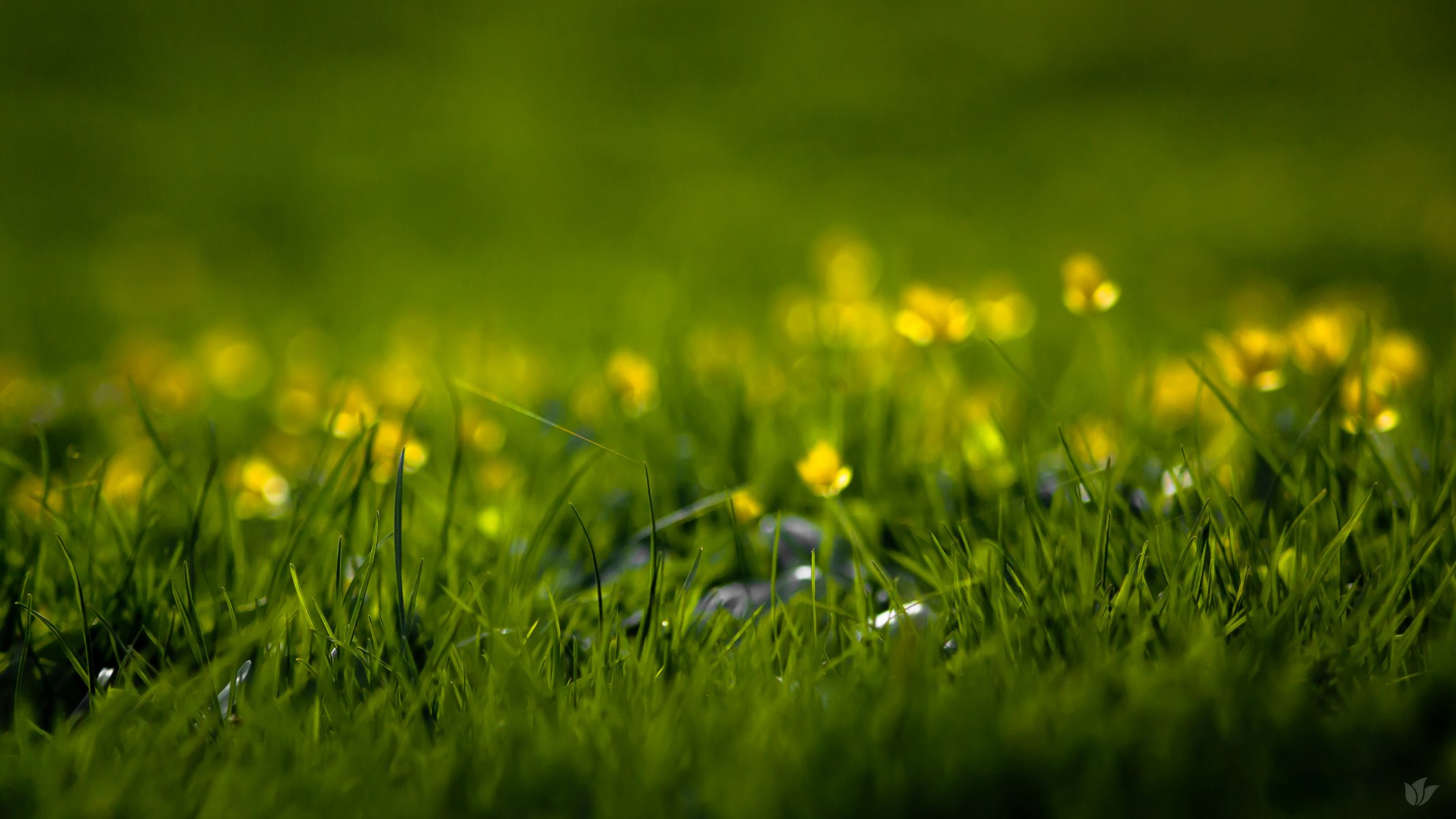 natur frühling sommer blumen gras gras grashalme grashalme grüns frische