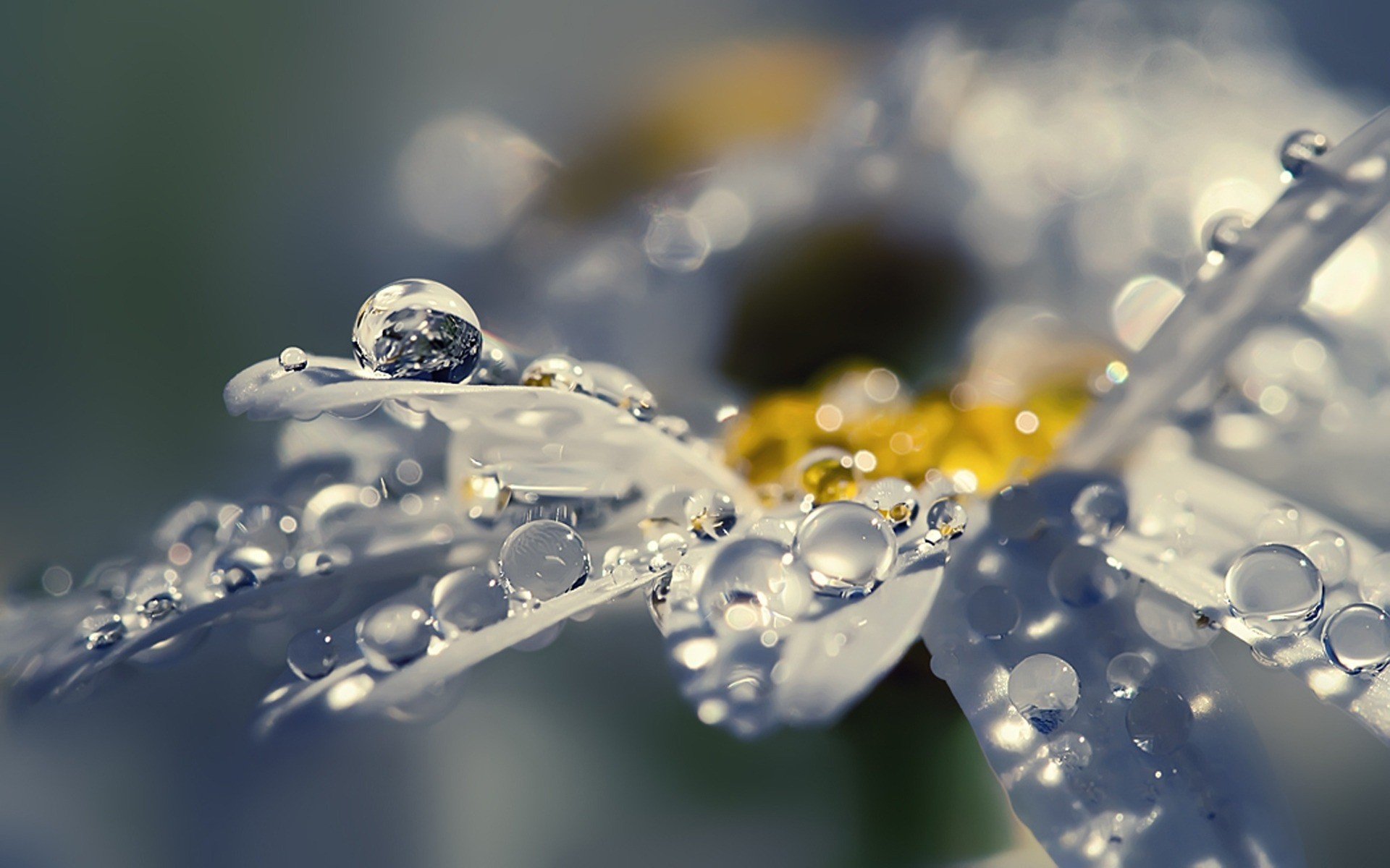 petals drops rosa flower daisy shine lights close up