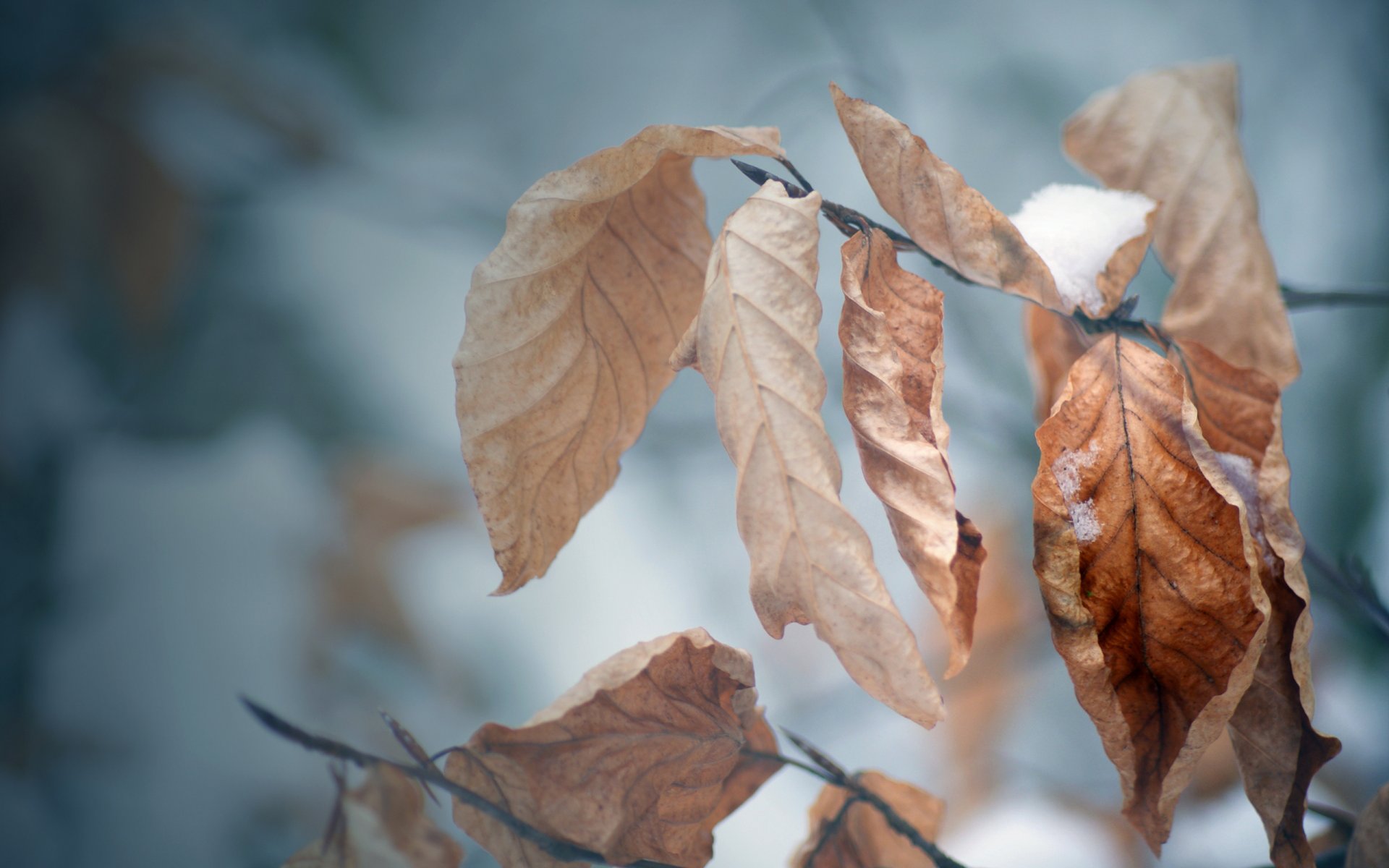 makro-tapete schnee blätter winter herbst herbsttapeten wintertapeten zweig baum kälte frost stimmung