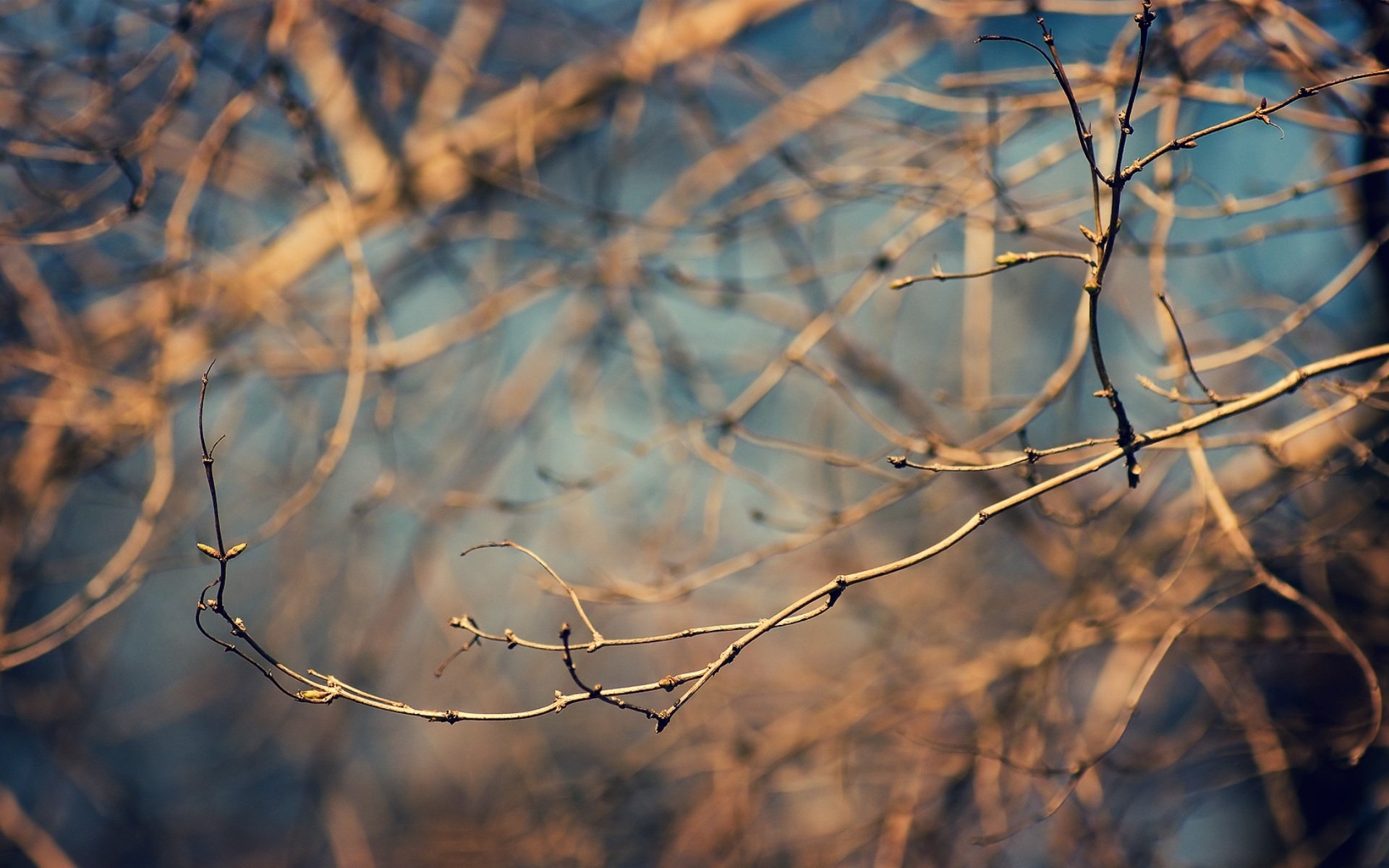 nature printemps arbres forêt branches photo papier peint