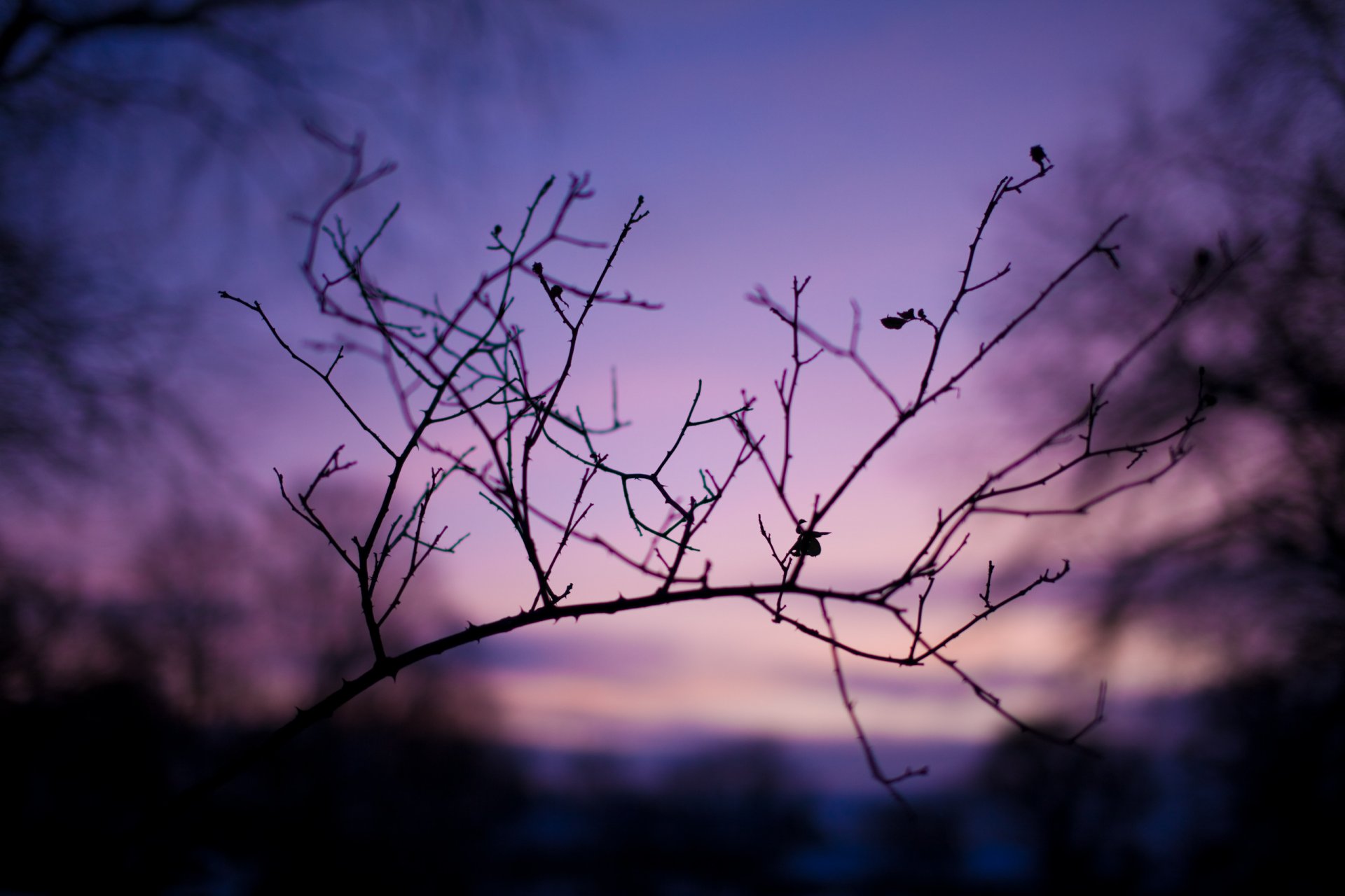 abend dämmerung natur zweige zweige foto makro hintergrund tapete