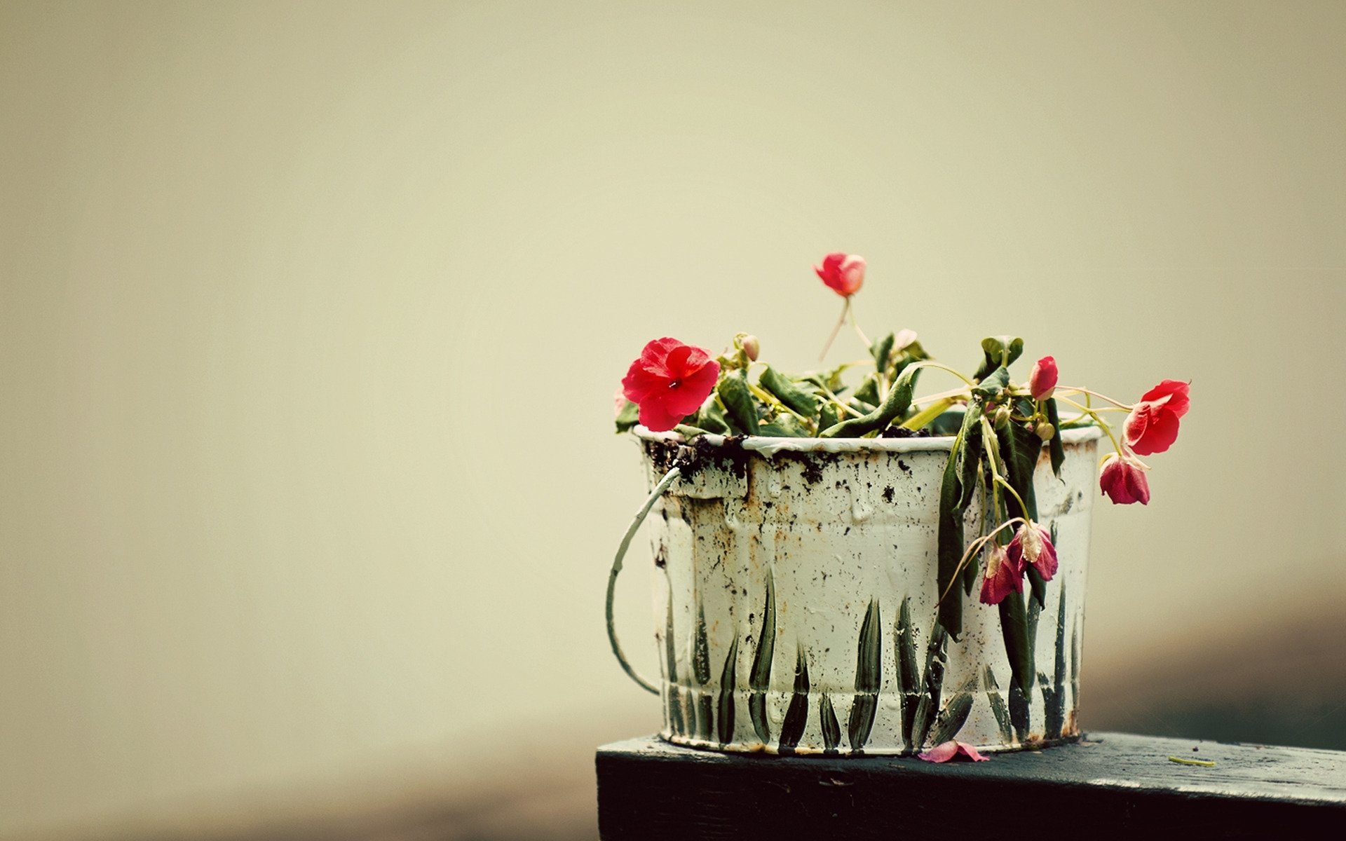 close up flower bucket plant grass picture creative flower