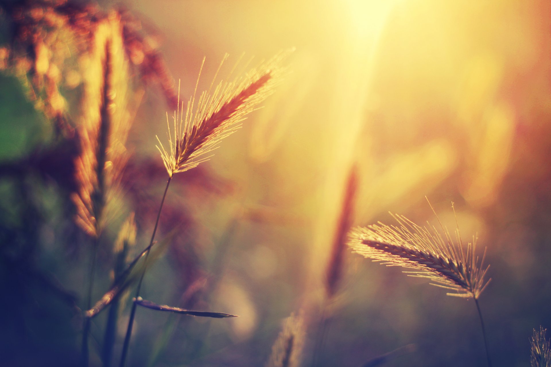 makro ährchen pflanze gras licht sonne blendung unschärfe