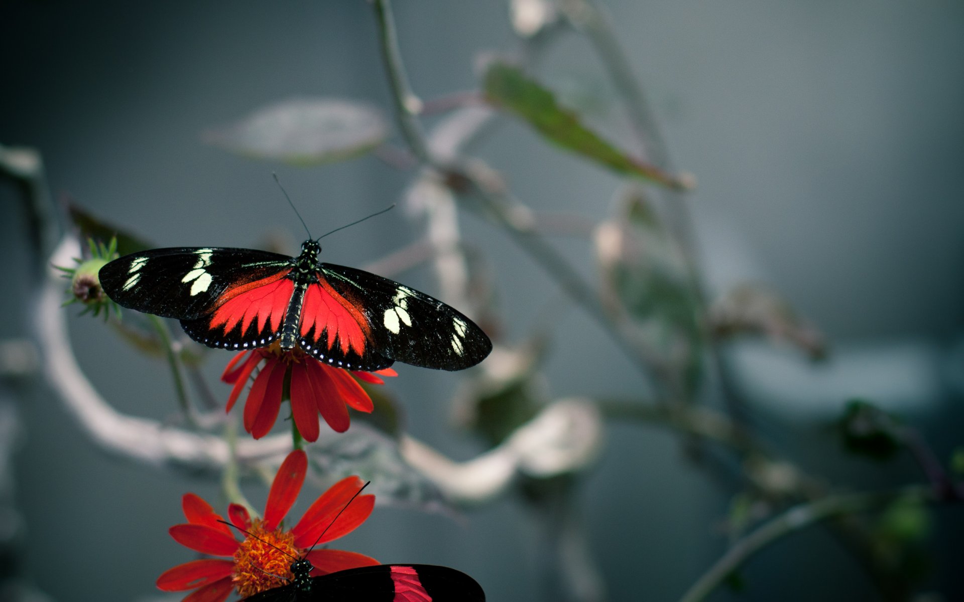 flowers flower butterflies macro color