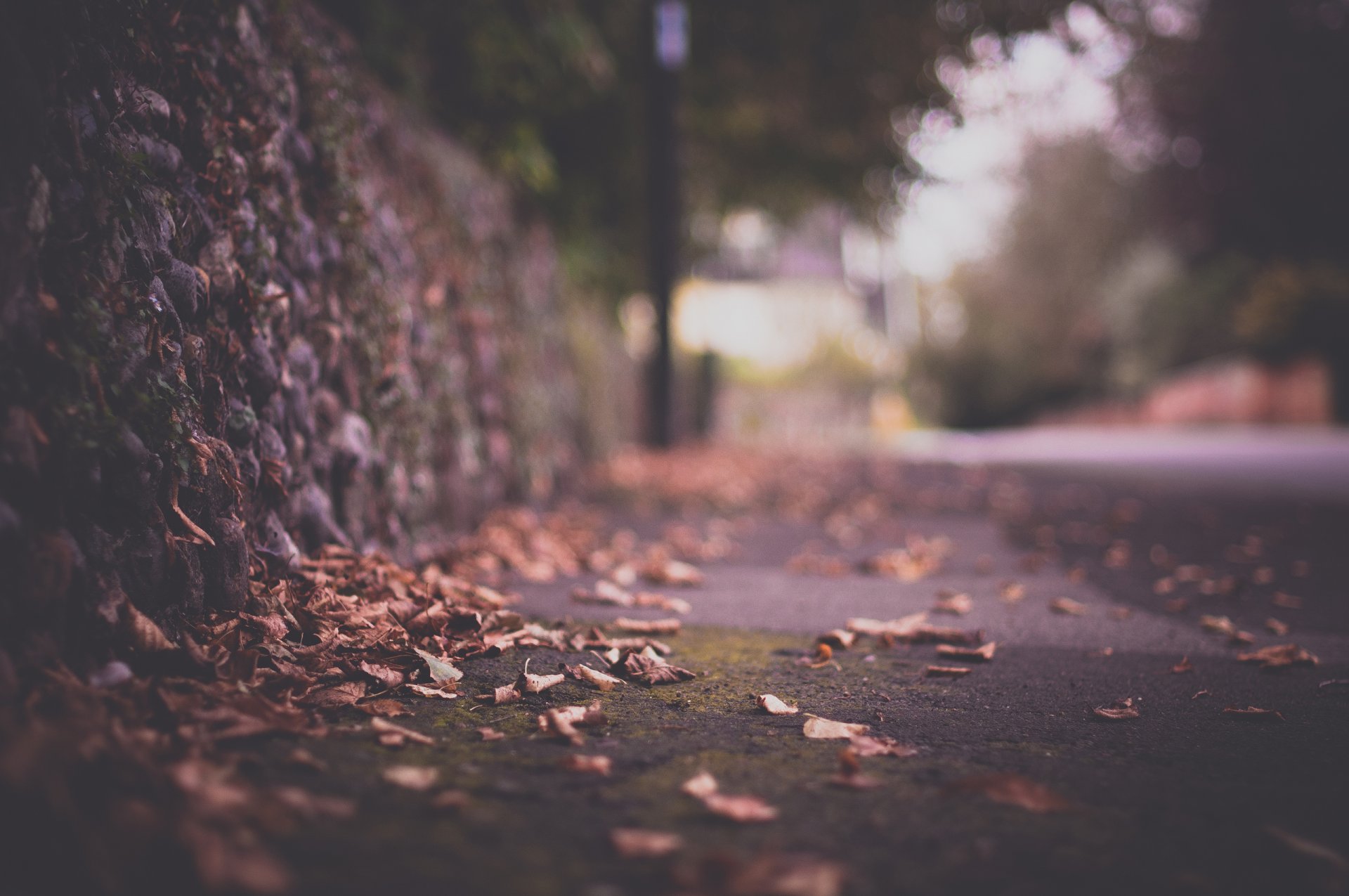 close up autumn road town fence foliage reflection