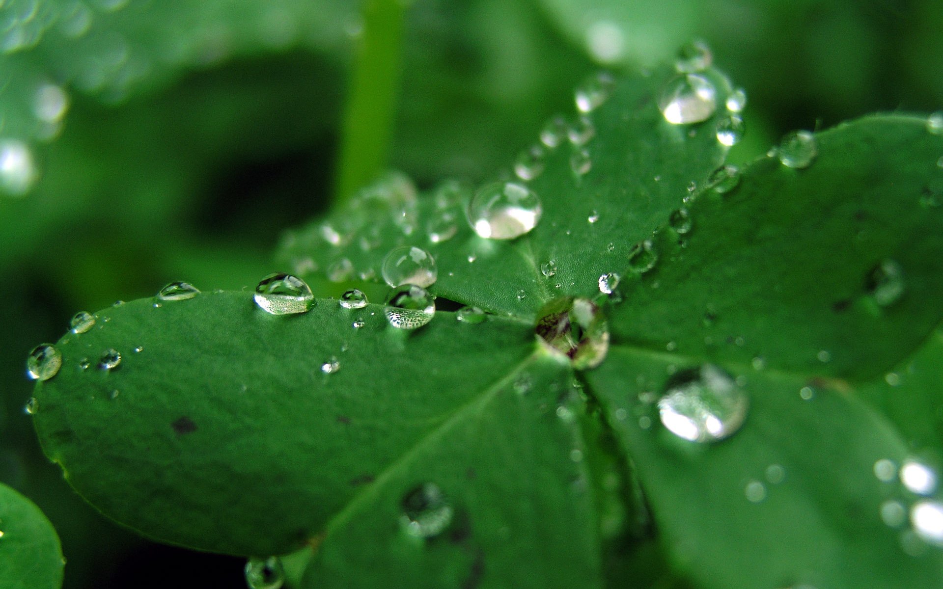 macro rocío hoja