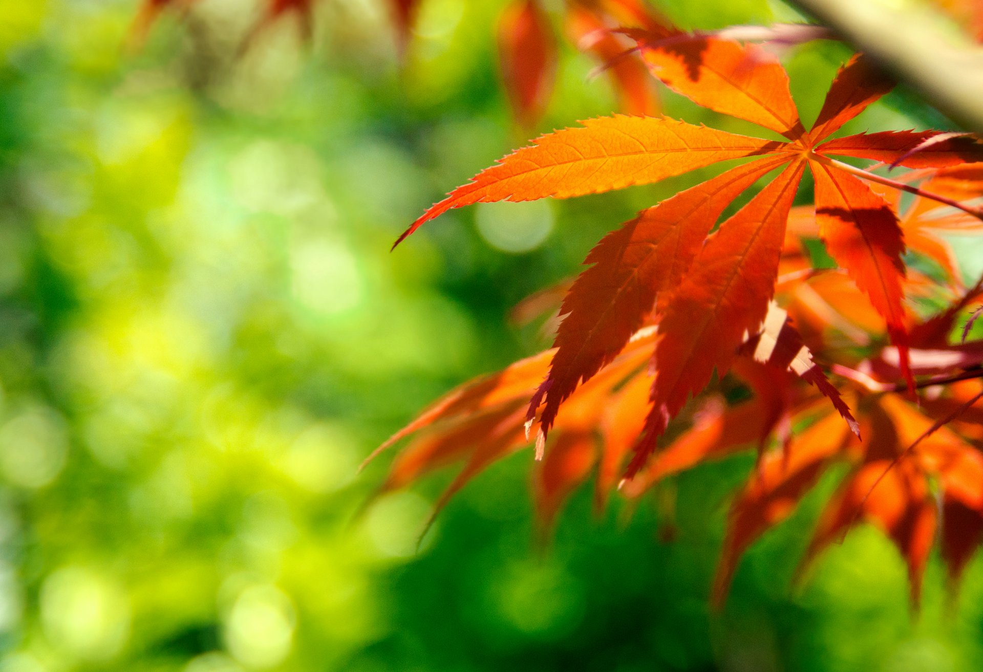 close up foliage branch reflections autumn