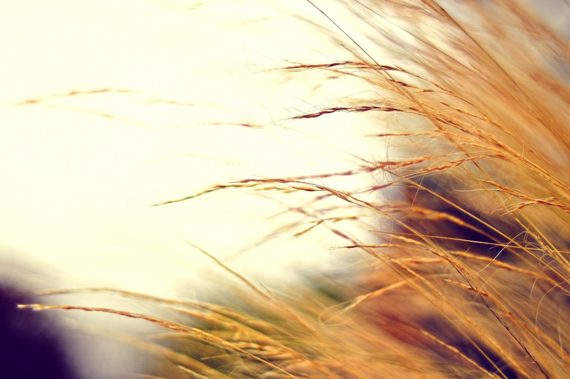 autumn macro photo dry plant colors blur background wallpaper