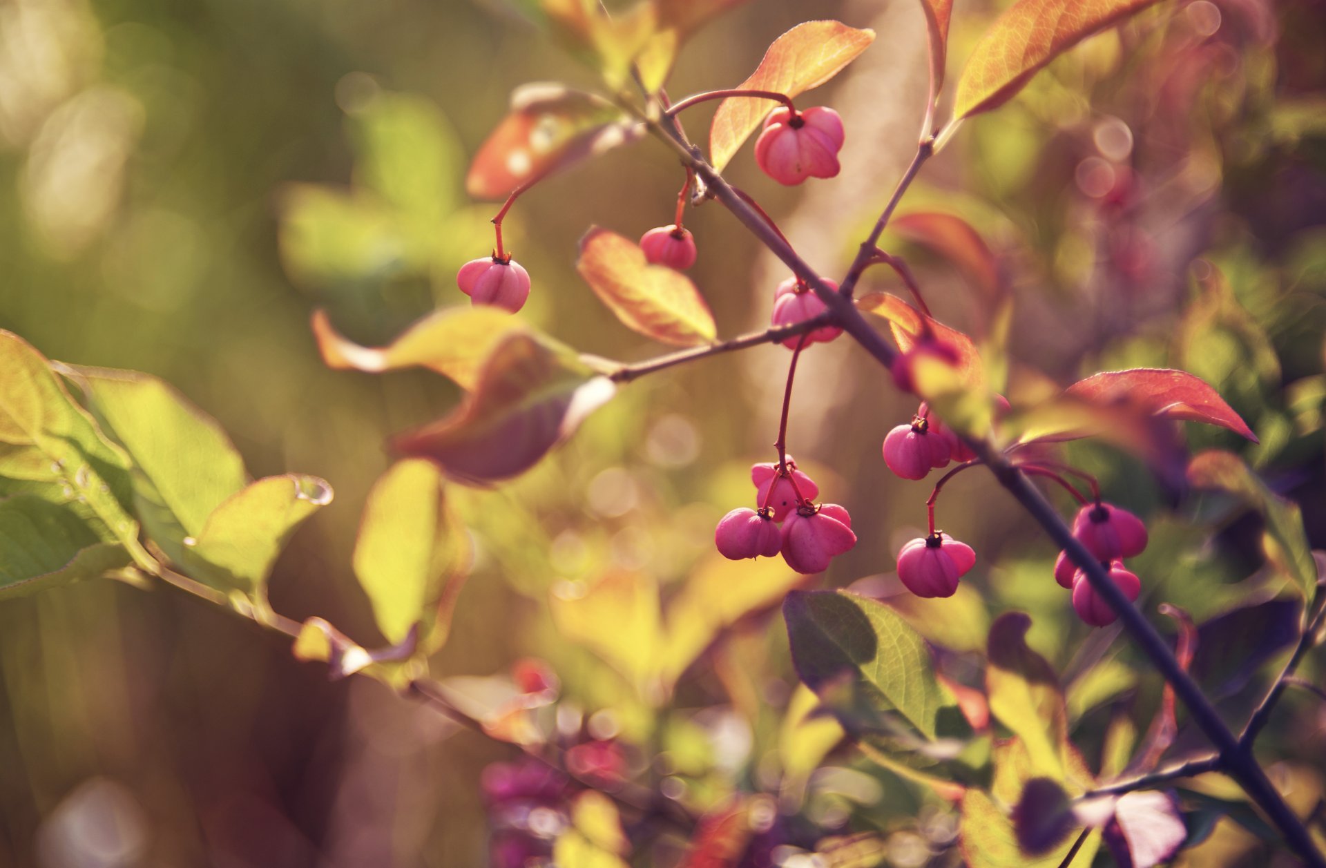 zweig zweige äste blatt blätter laub blendung unschärfe licht beeren herbst makro