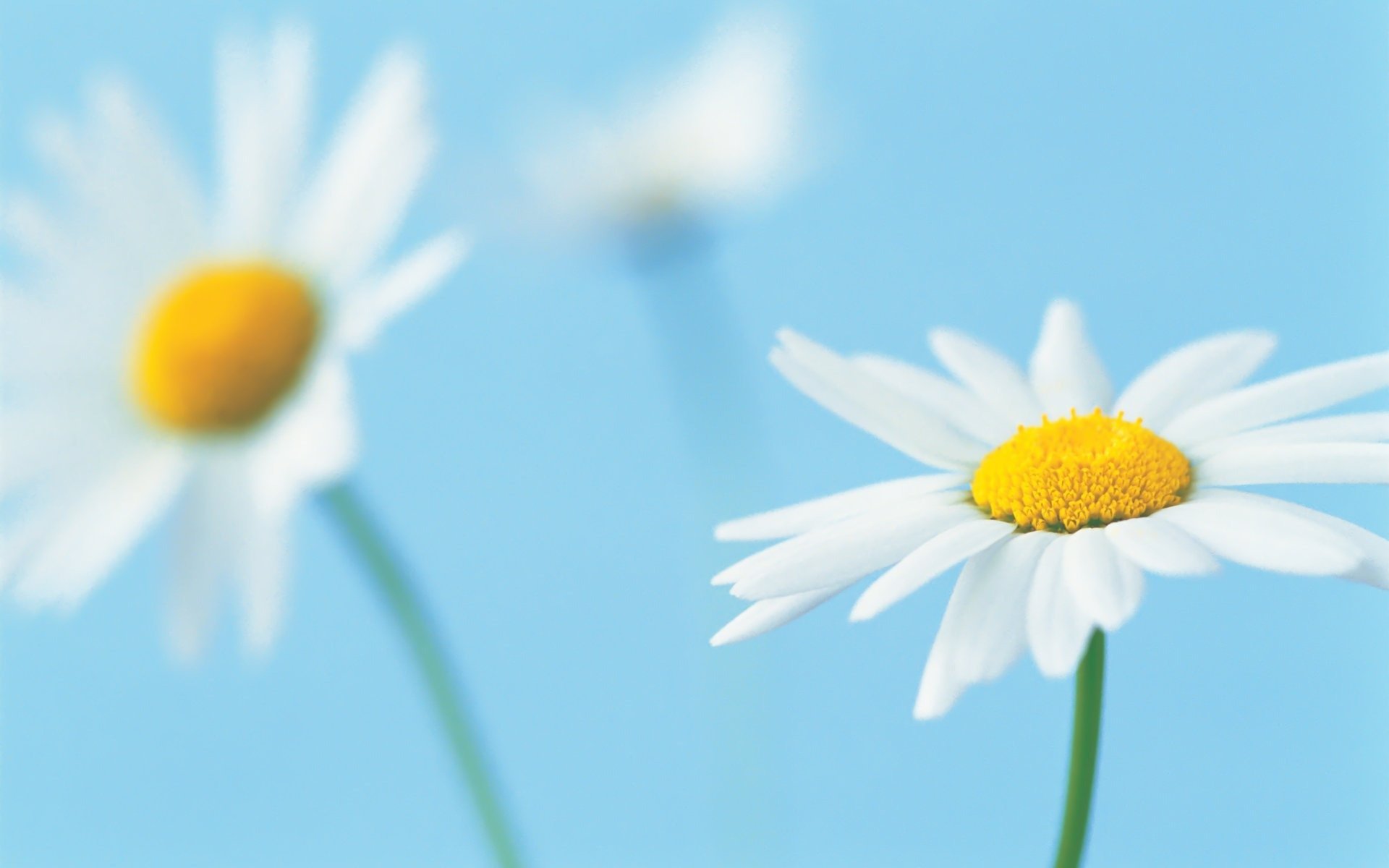 marguerite fleur blanc pétales macro bleu fond