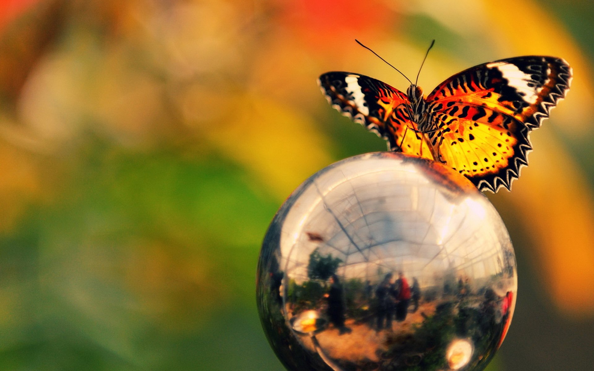 boule papillon couleurs luminosité réflexion