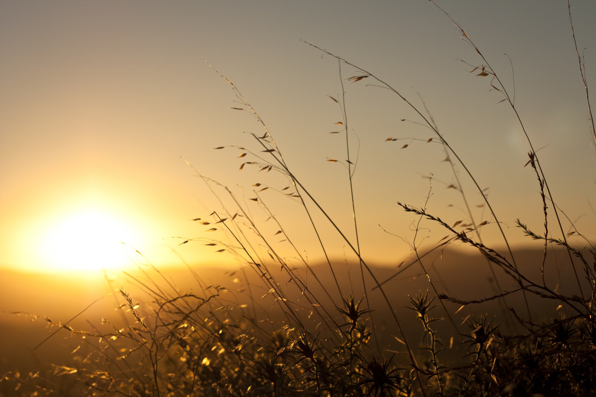 morgendämmerung dämmerung sonne morgen gras pflanzen strahlen blendung himmel