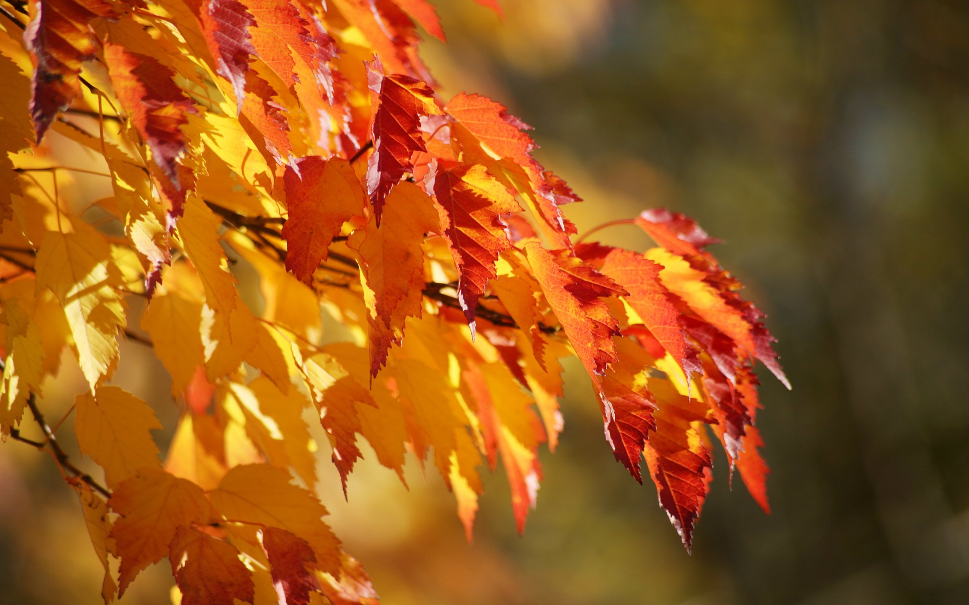 rama exuberante hojas otoño gradación color fondo