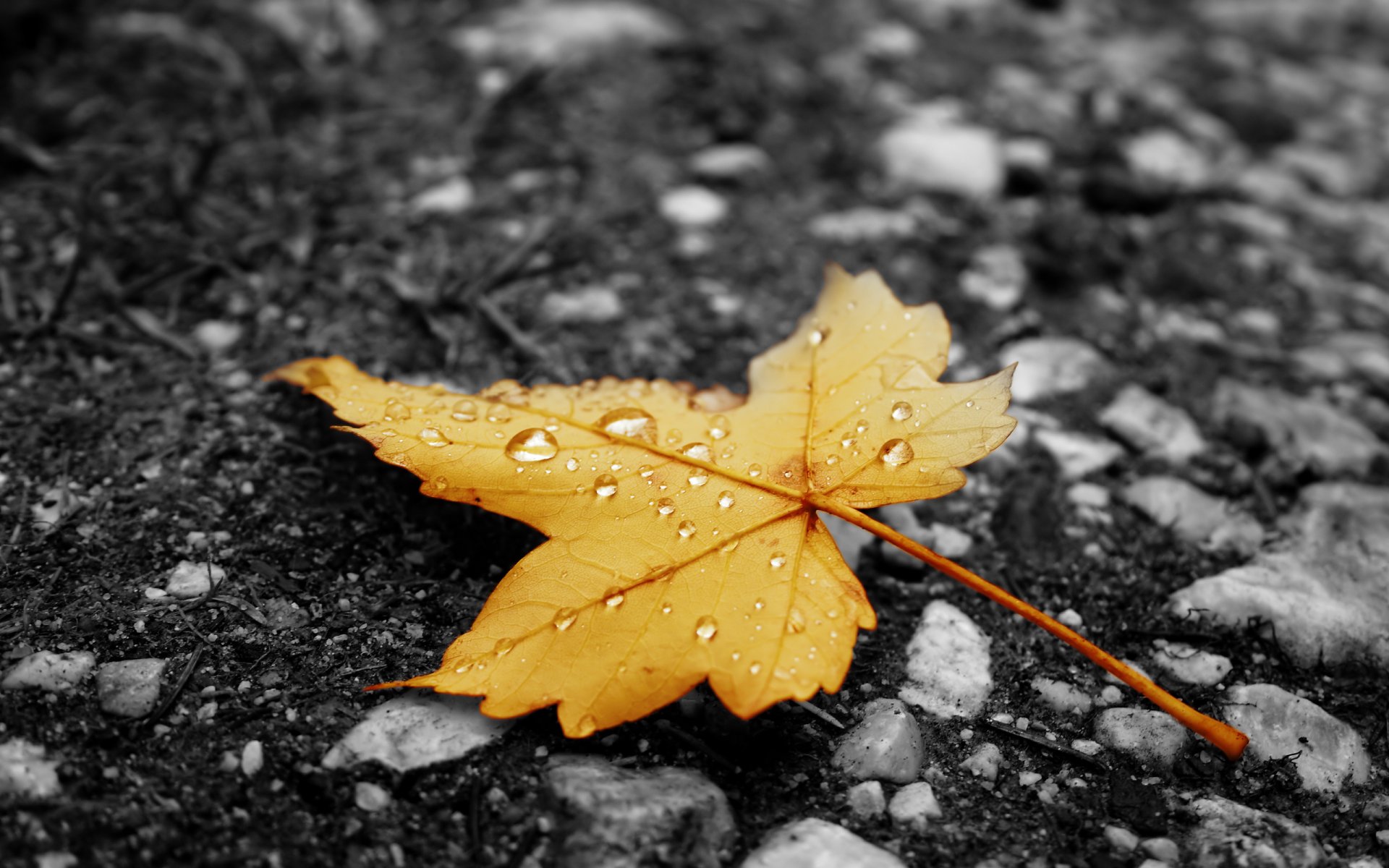 heet droplets asphalt rain autumn