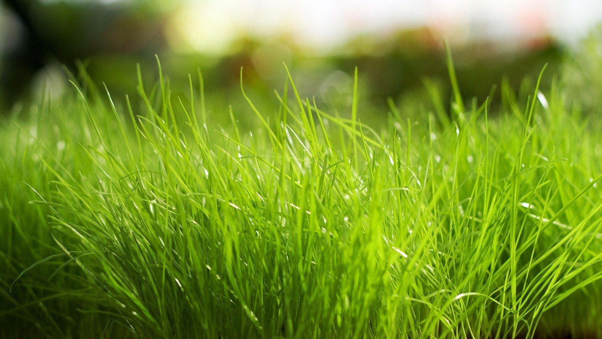 close up grass bright