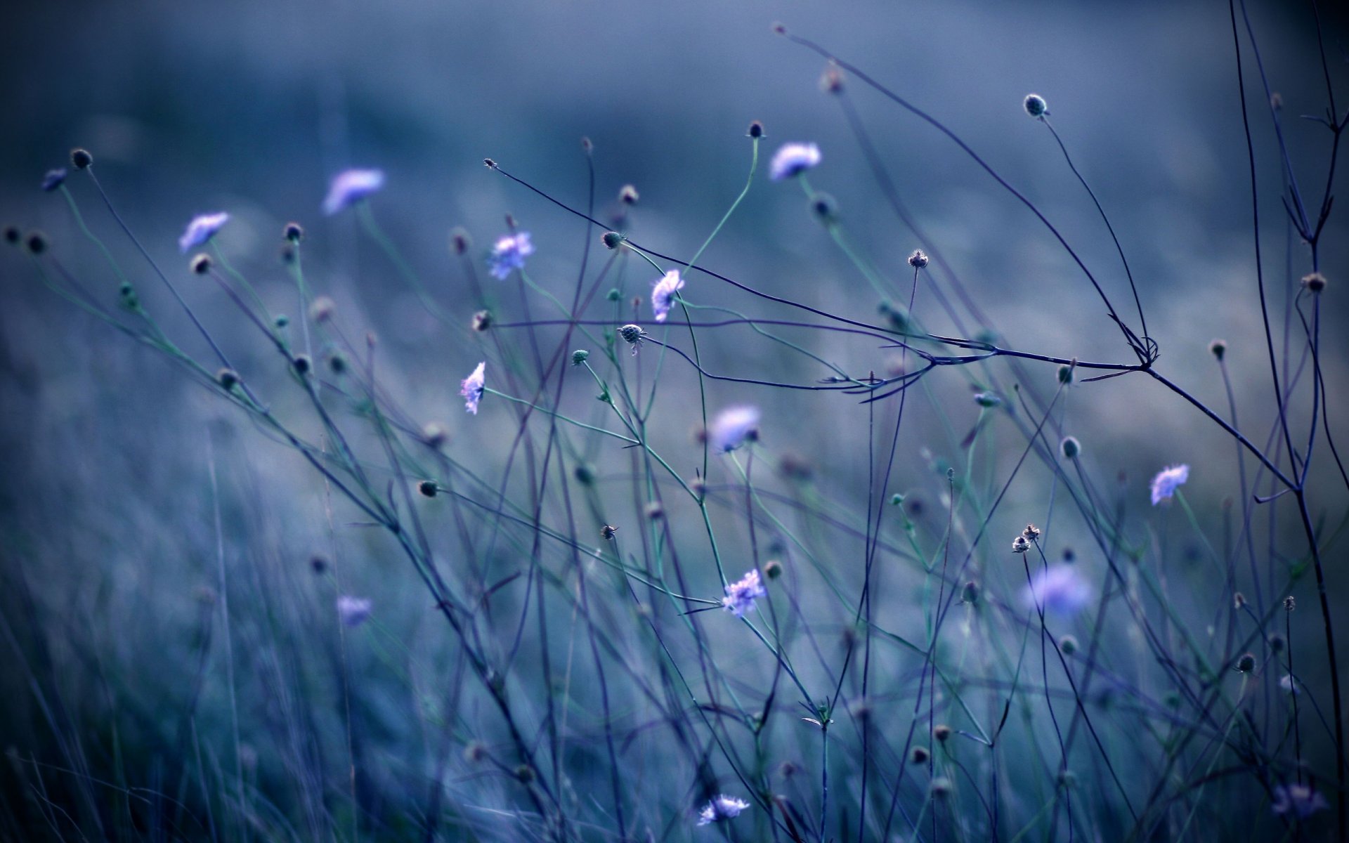 fiori piante erba steli colore blu sera natura