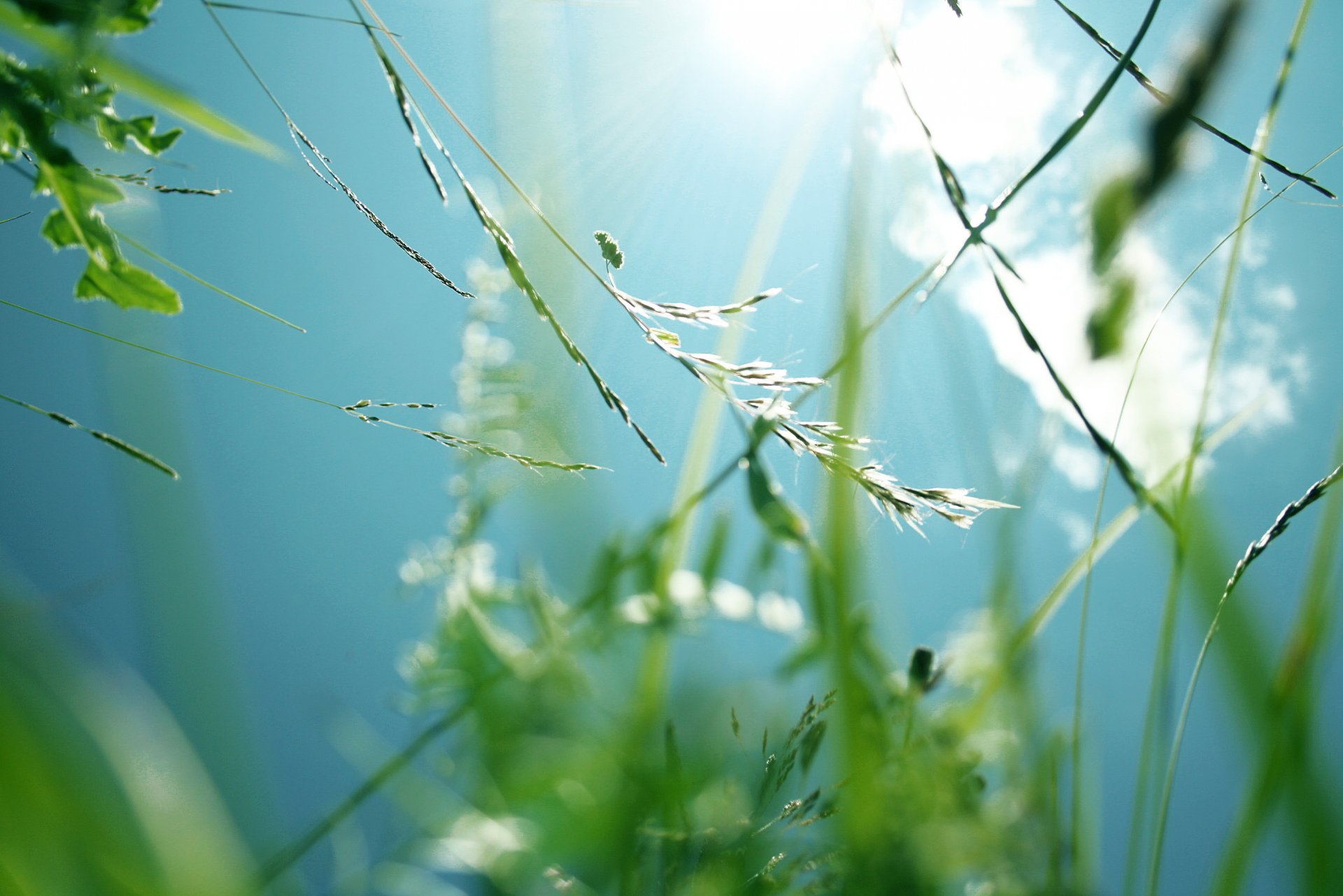 grass plants green summer the field sky blue flowers sun light heat views from the bottom relax