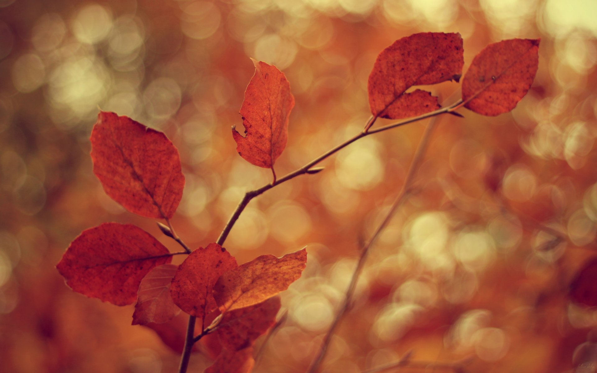 makro tapete blätter blätter blätter blätter blätter blätter blätter blätter blätter laub baum zweig zweige zweige zweig unschärfe fokus bokeh tapete blätter tapete blatt tapete herbsttapete herbst kälte wind