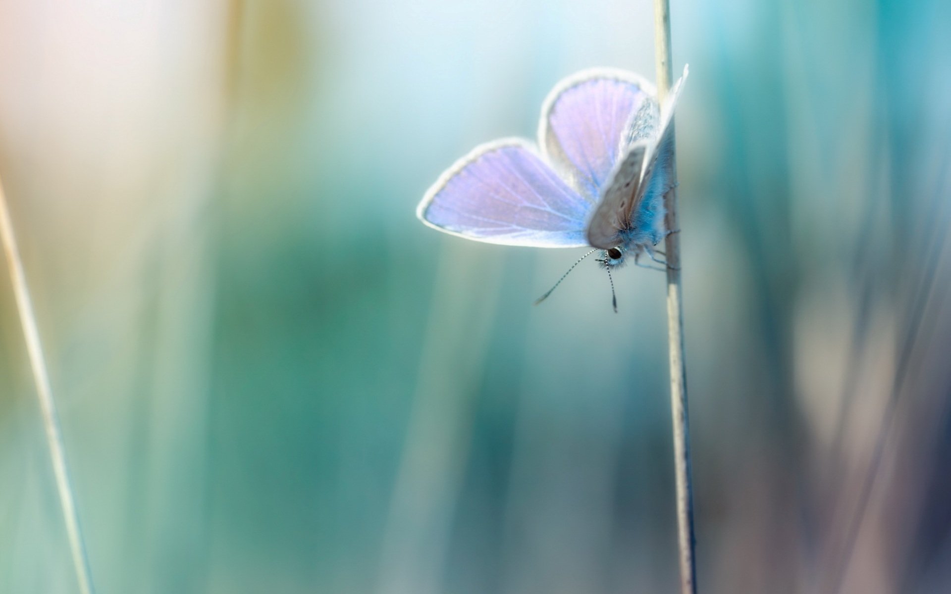 foto macro piante filo d erba farfalla sfondo carta da parati