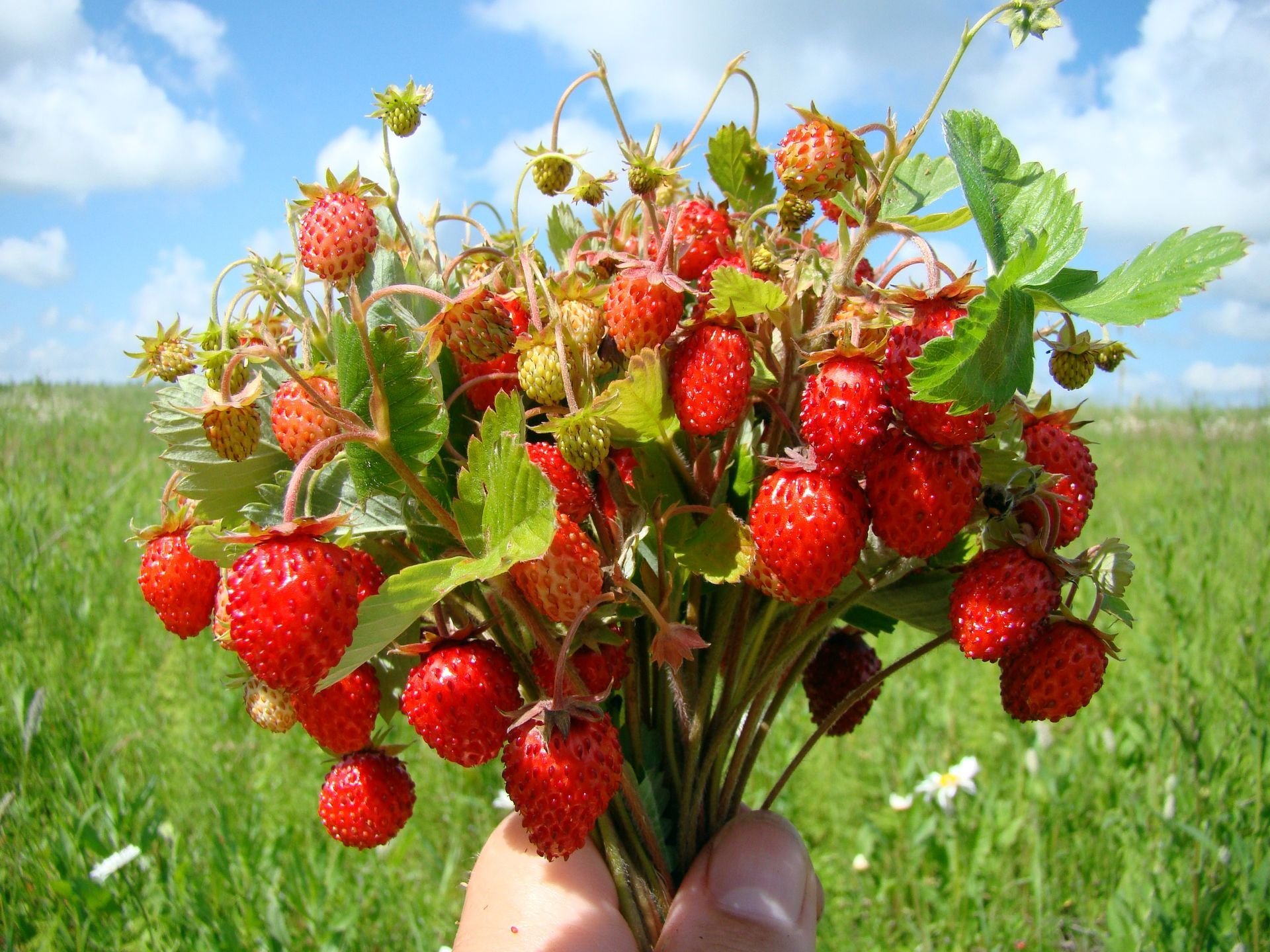 bayas fresas ramo