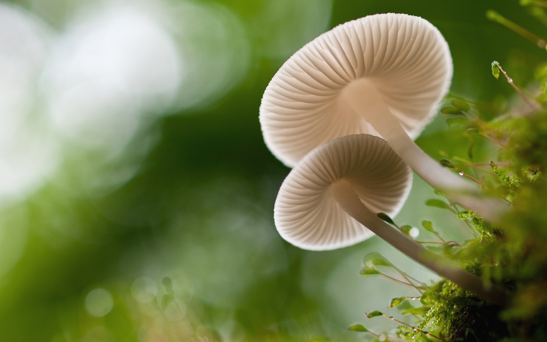 mushrooms moss bokeh close up