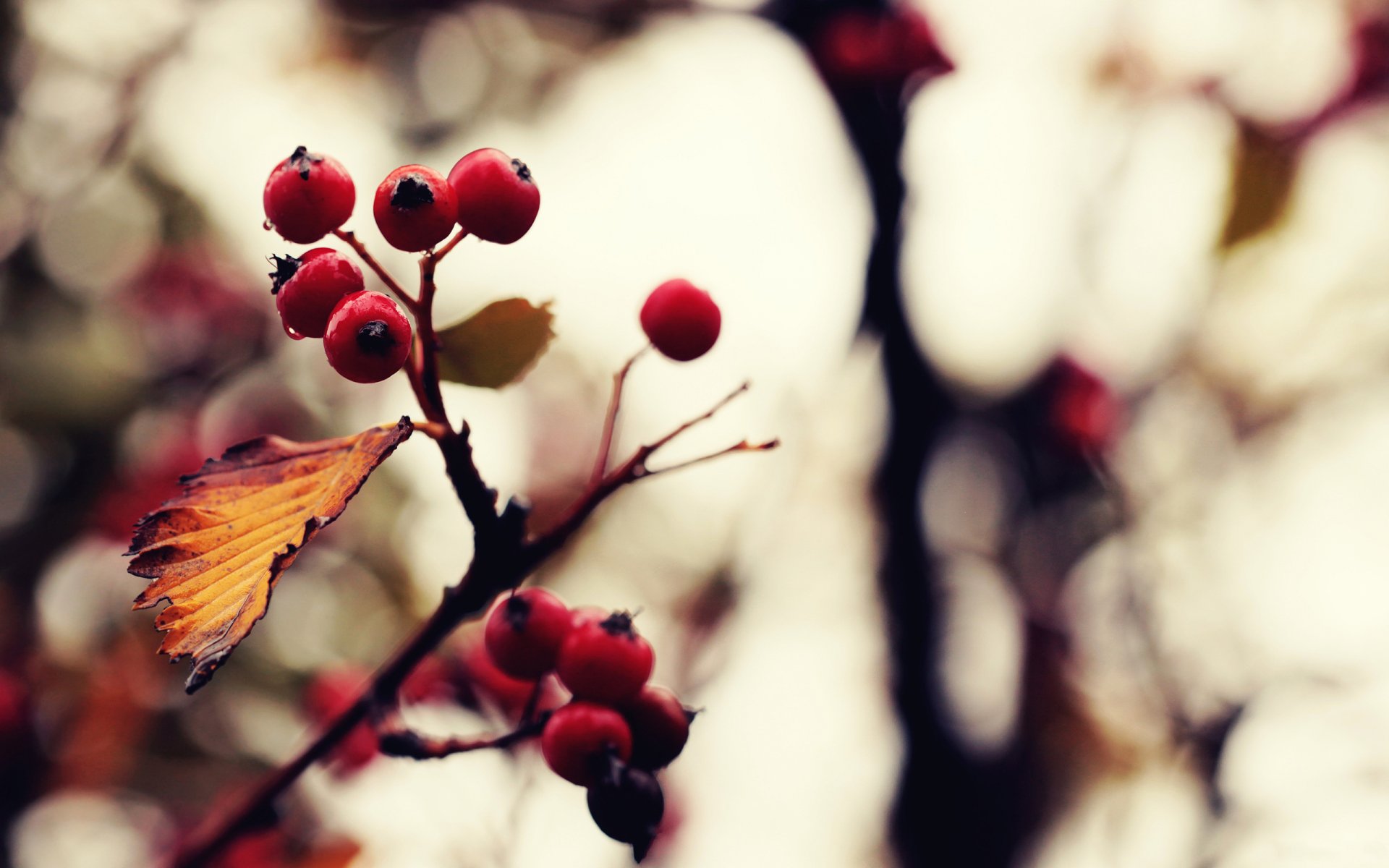 nature gros plan plantes. branche baies automne photo image couleurs traitement fond fond d écran