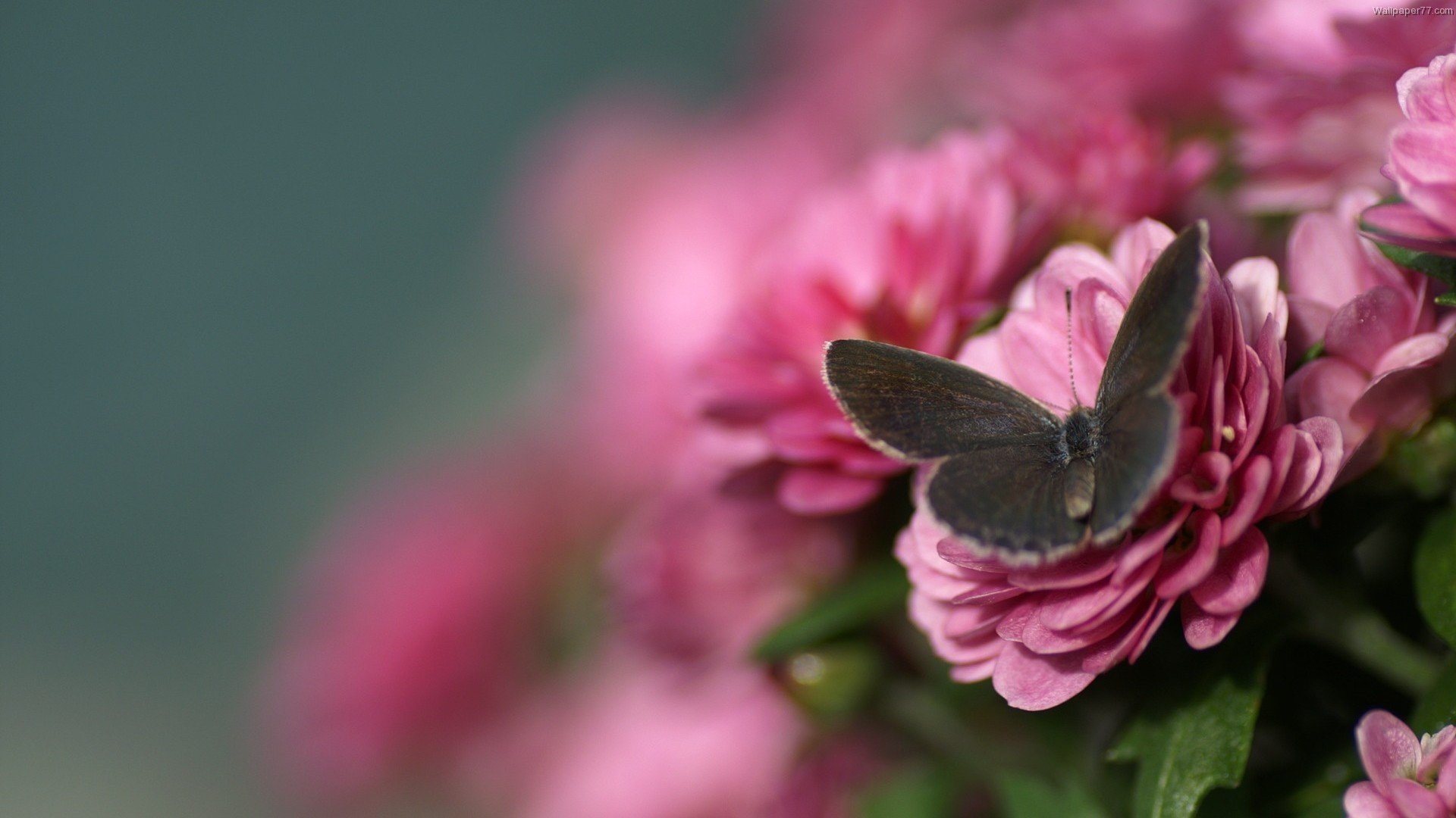 flower butterfly close up blur pink