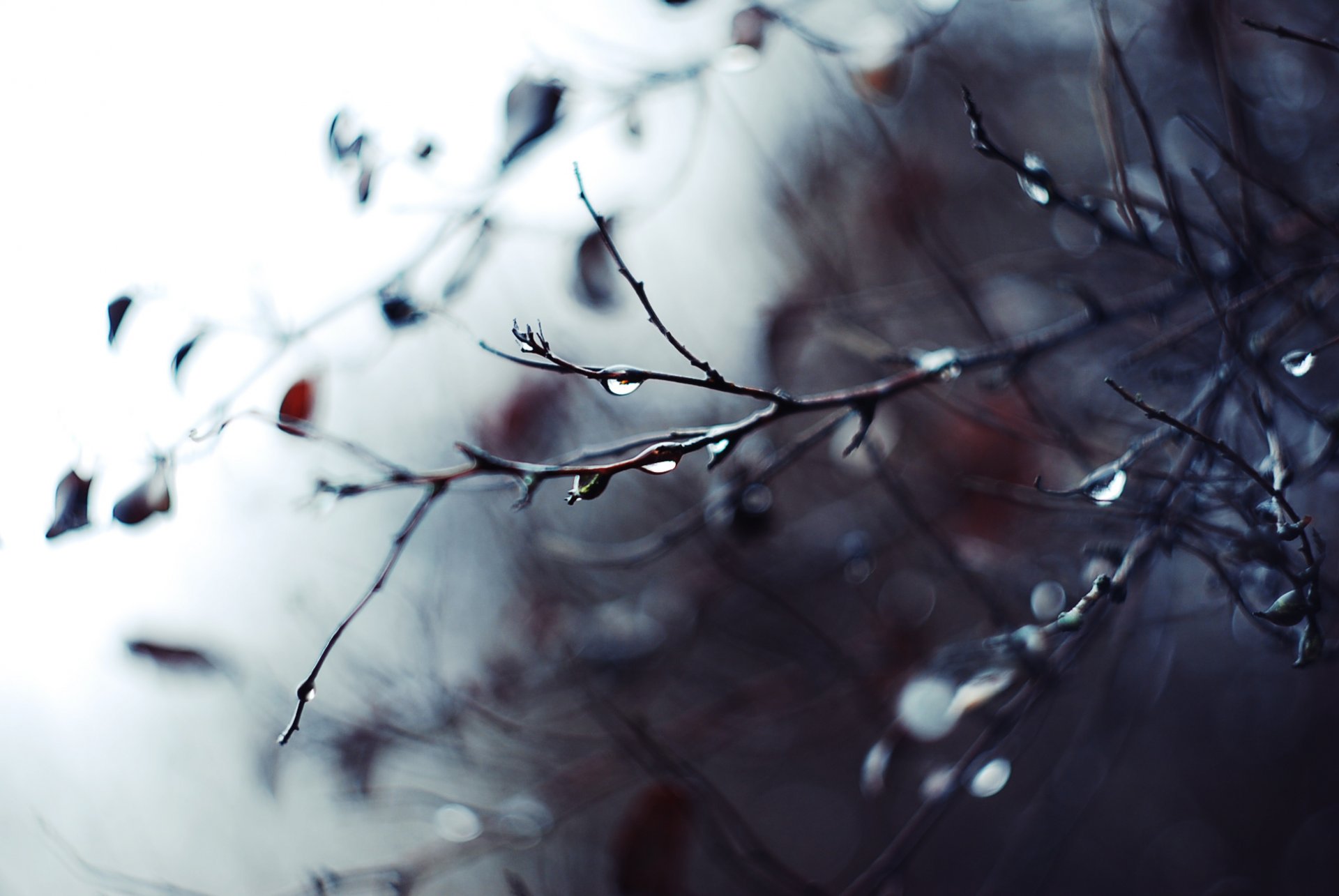 photo close up branches branch rain drops blur focus background wallpaper