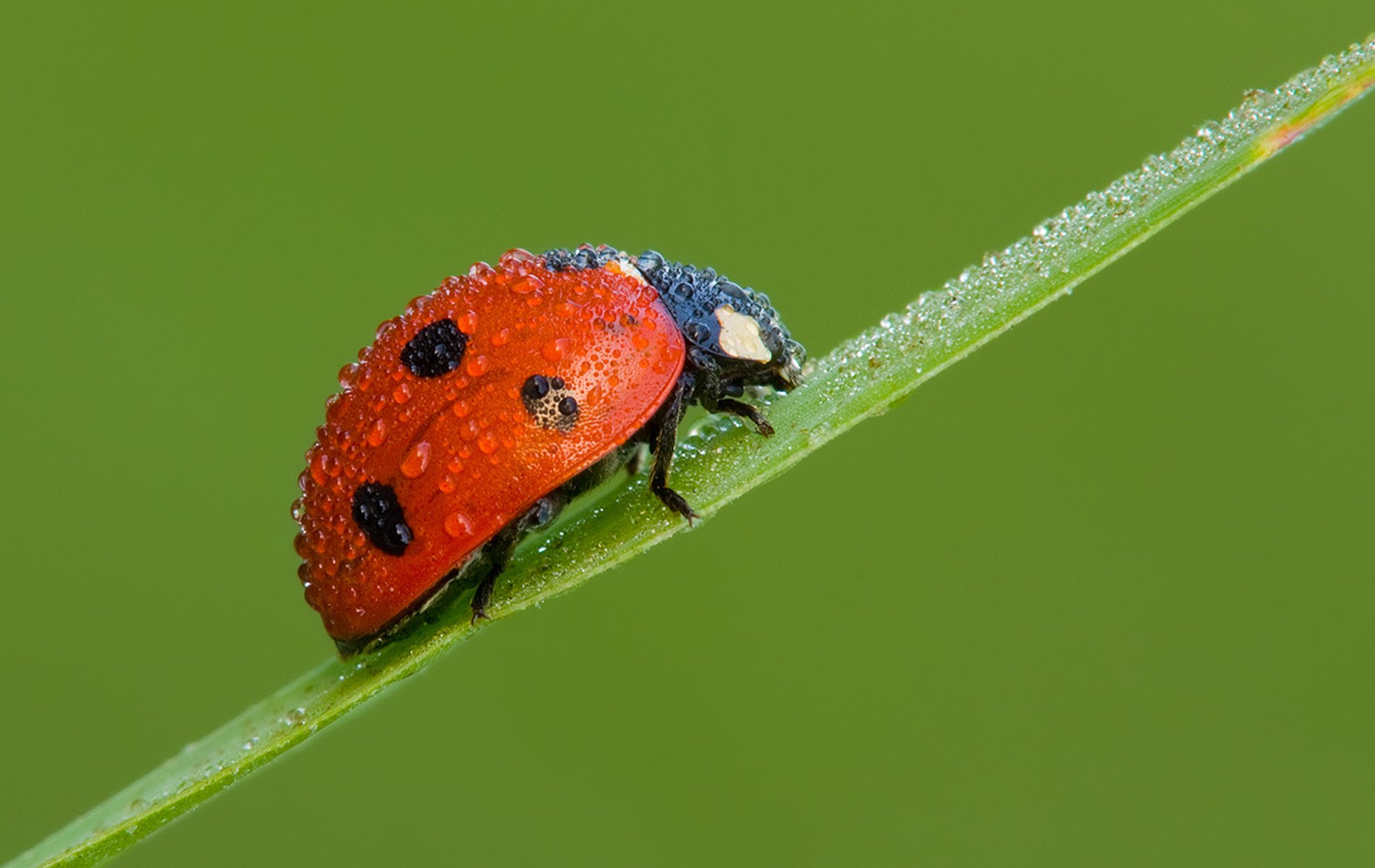 grimpeur rouge coléoptère coccinelle gouttes