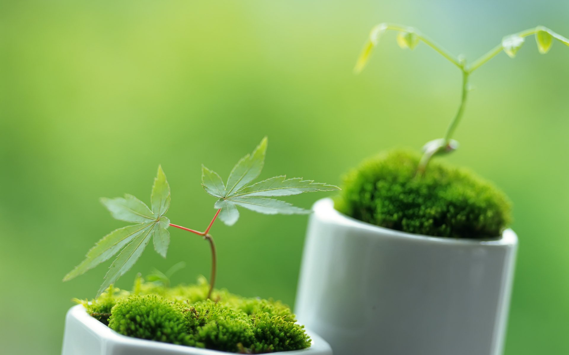 choux plantes vert verdure feuilles printemps gros plan