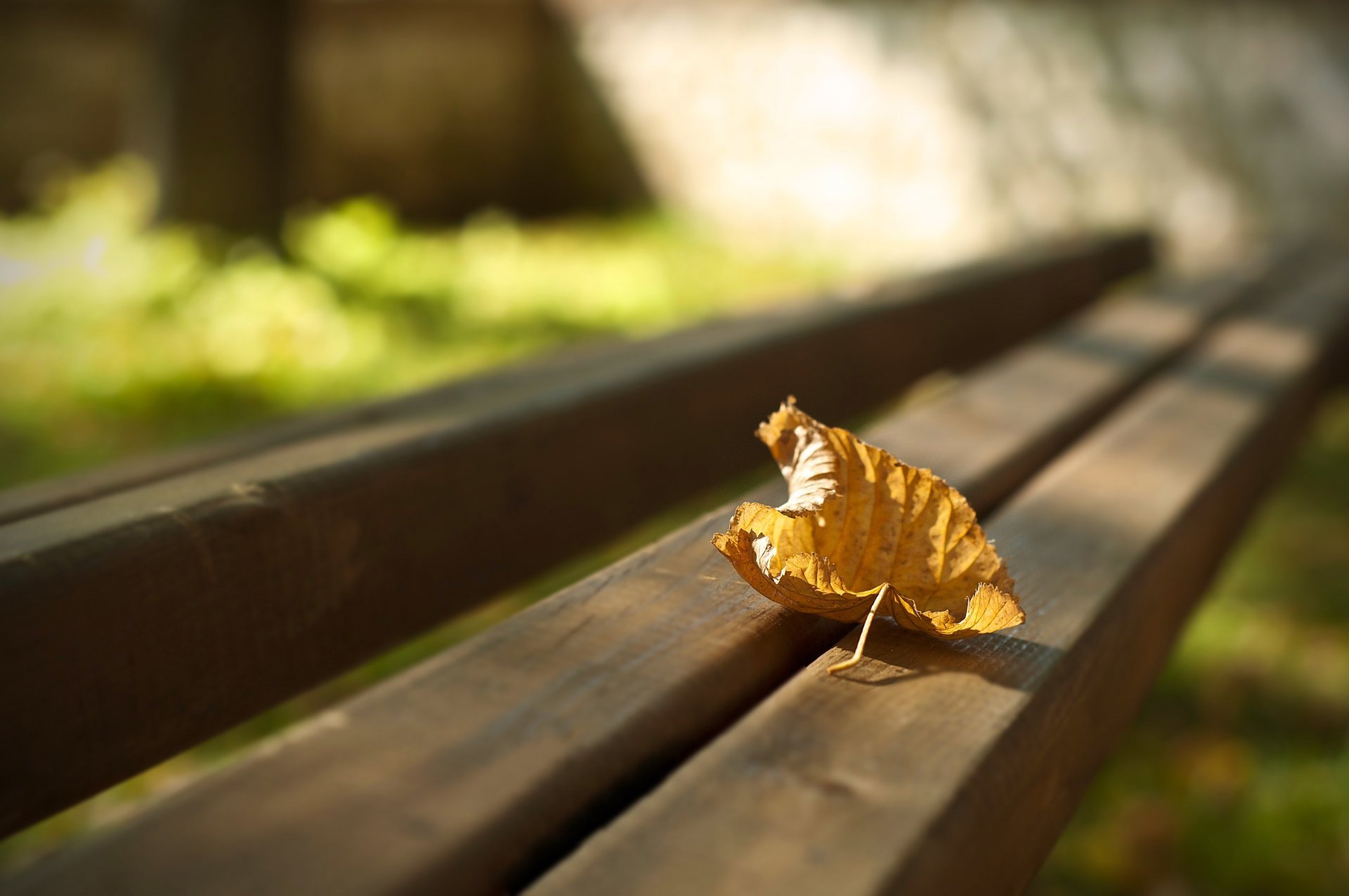 foto macro panchina panchina foglia autunno sfocatura sfondo carta da parati