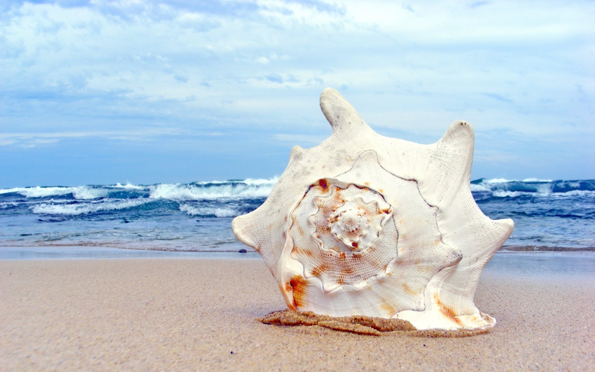 gros plan coquillage coquille sable côte plage vagues mer ciel été