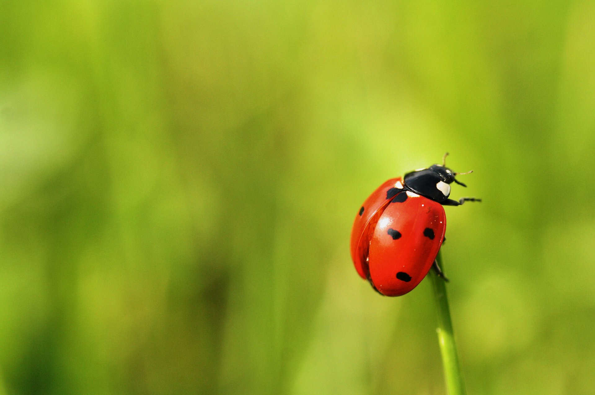 close up beetle ladybug background green