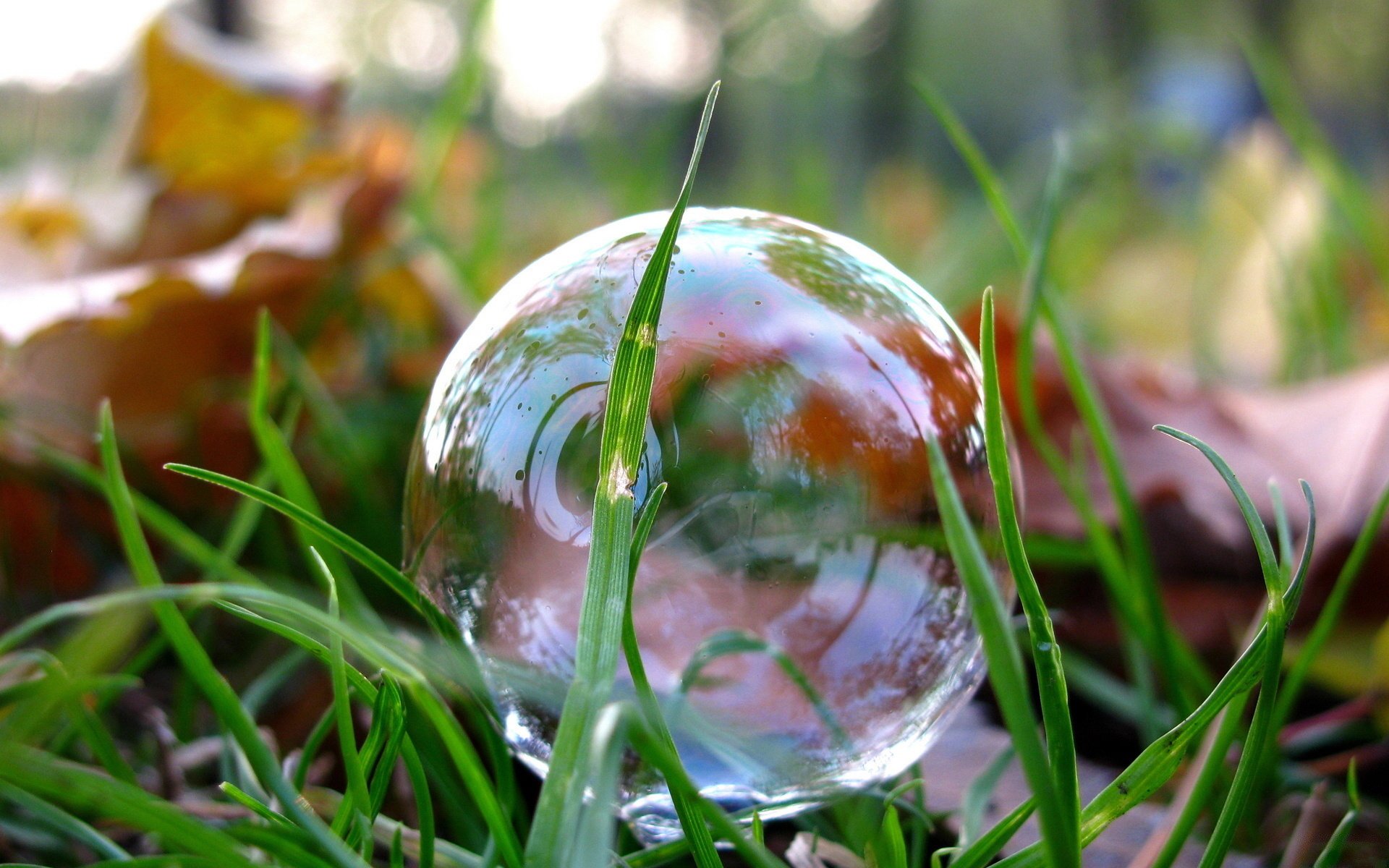 parc pelouse herbe feuilles macro photo savonneuse bulle réflexion