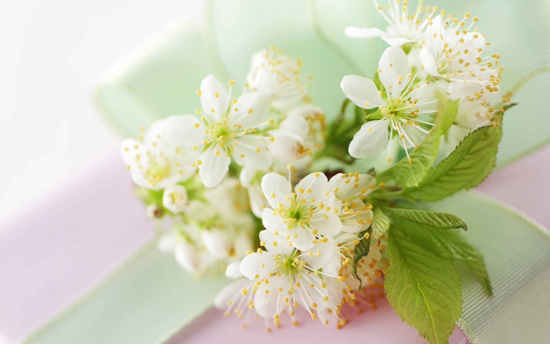 cherry branch flower white bloom leaves spring light close up