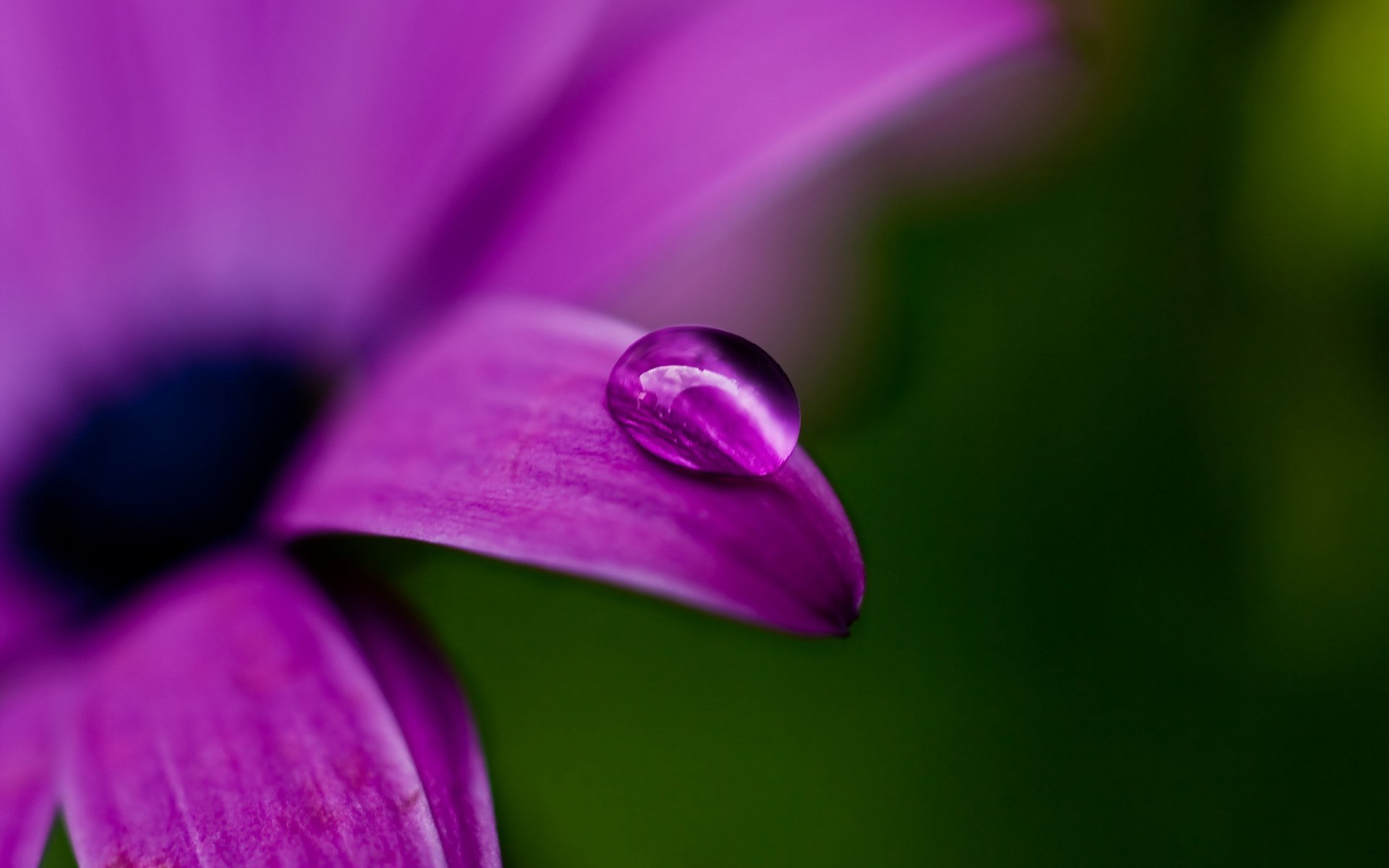 goccia rugiada macro fiore viola lilla petalo verde colore natura pianta