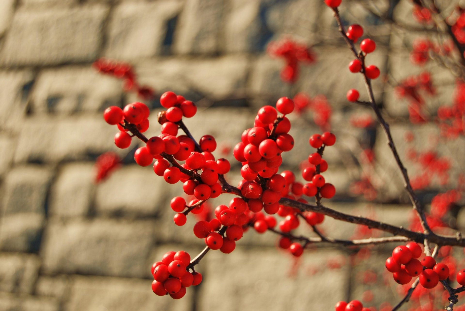 makro zweig busch baum frühling rote beeren ziegel wand bündel