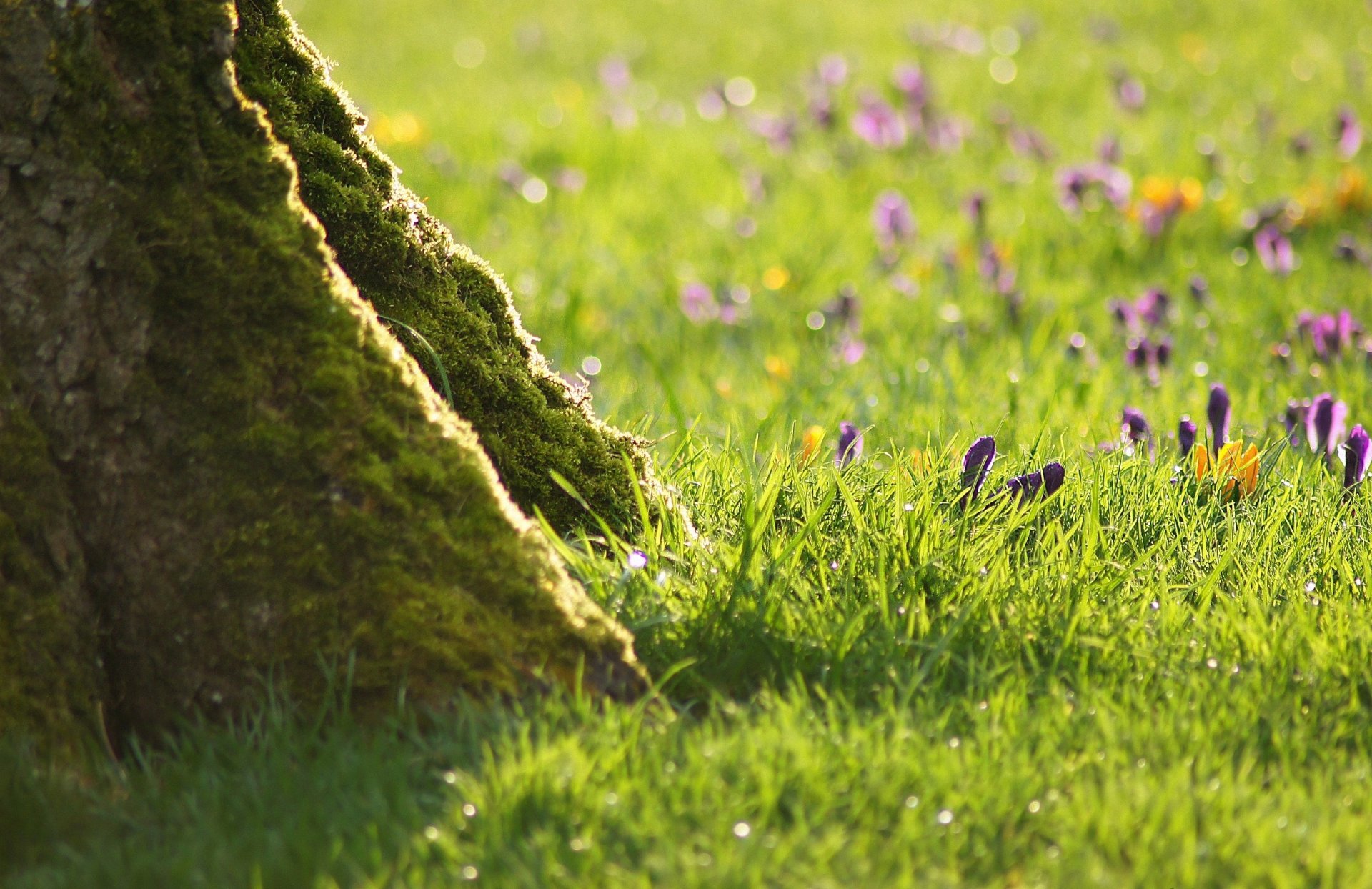 baum gras blumen