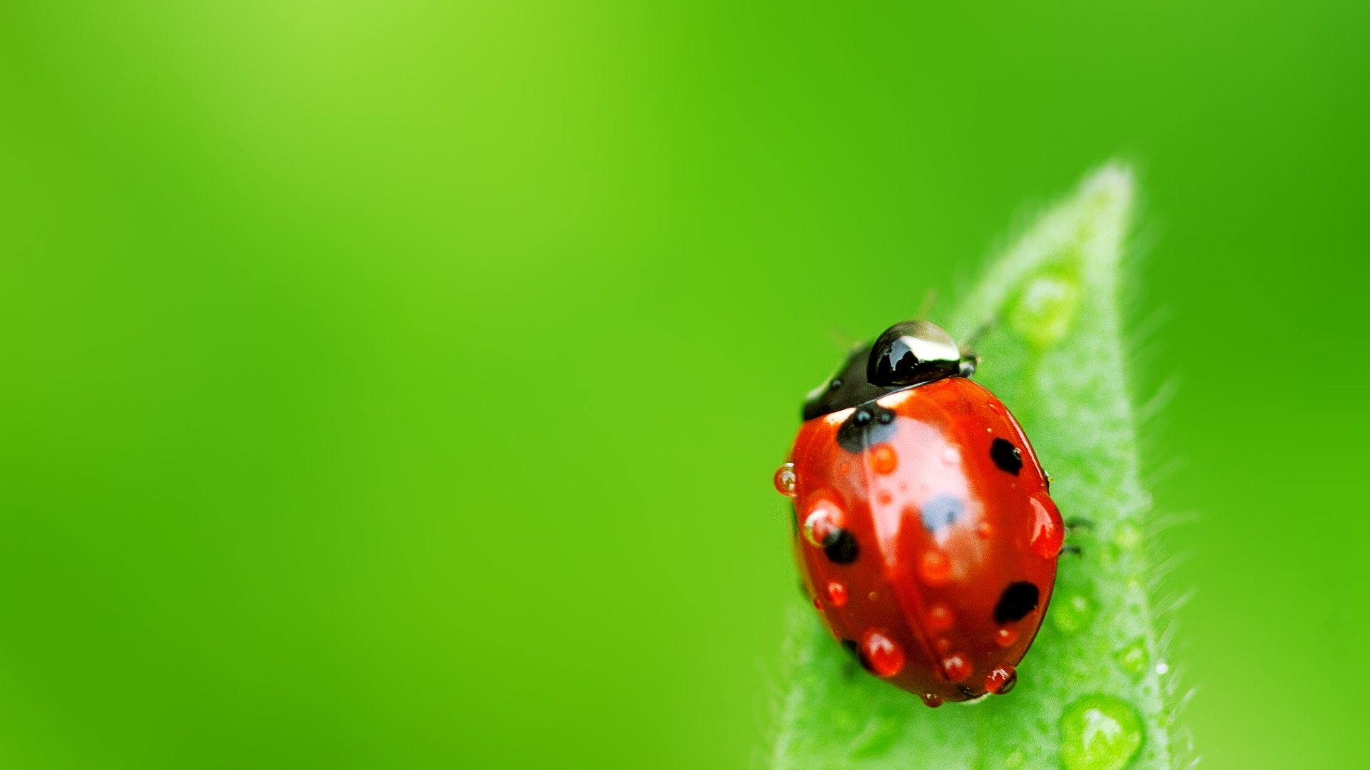 fondo hoja insecto mariquita gotas agua rocío