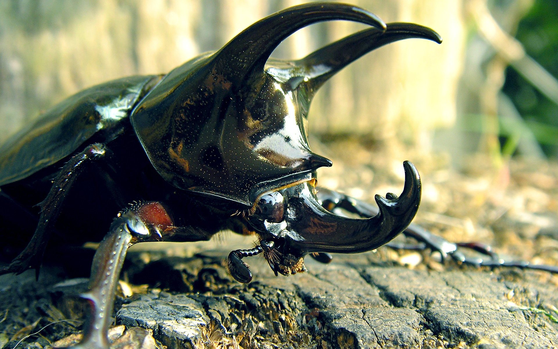 beetle insect feet shell horn mustache rhinocero