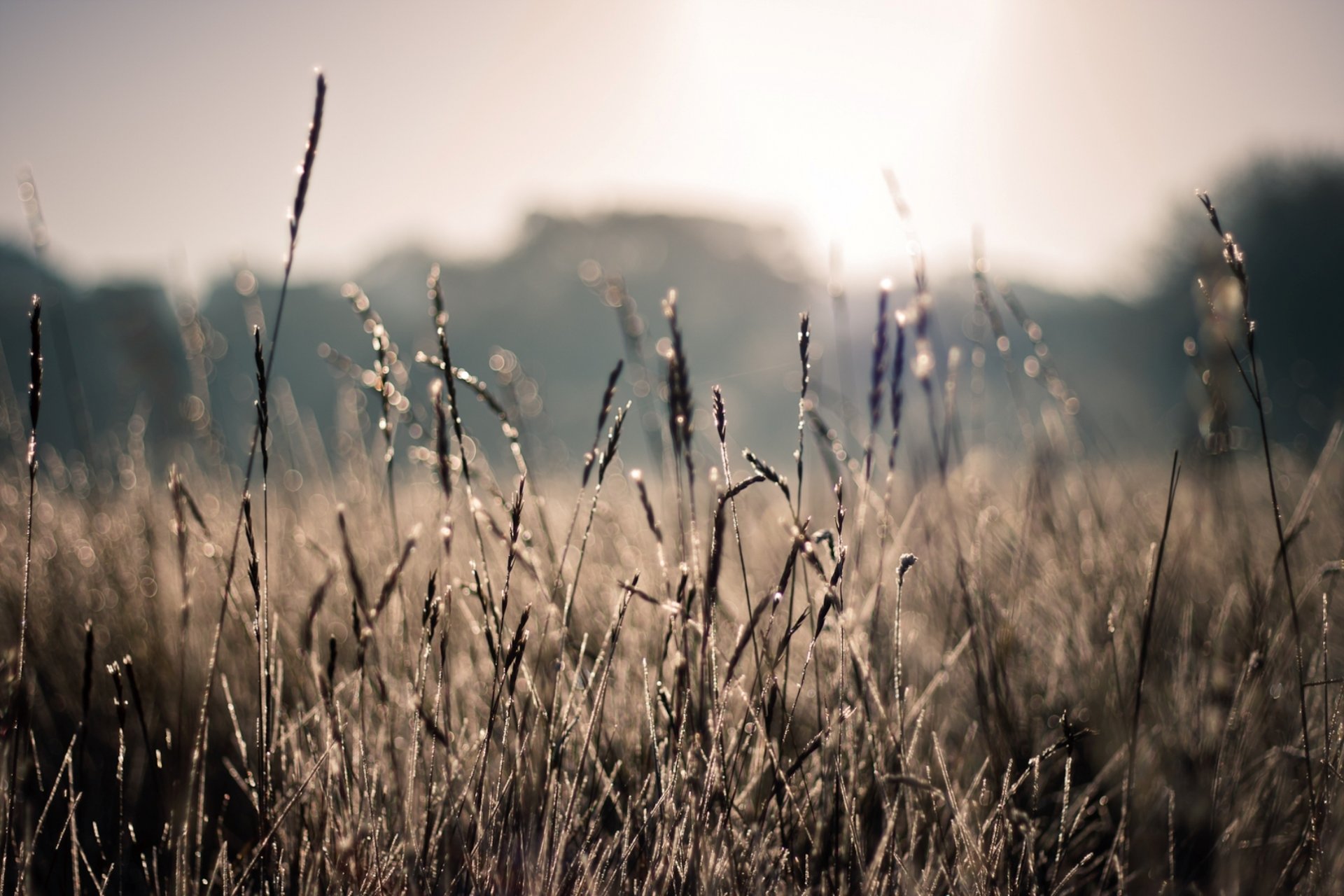 natur feld sommer ährchen pflanzen sonne strahlen bokeh unschärfe foto makro hintergrundbilder