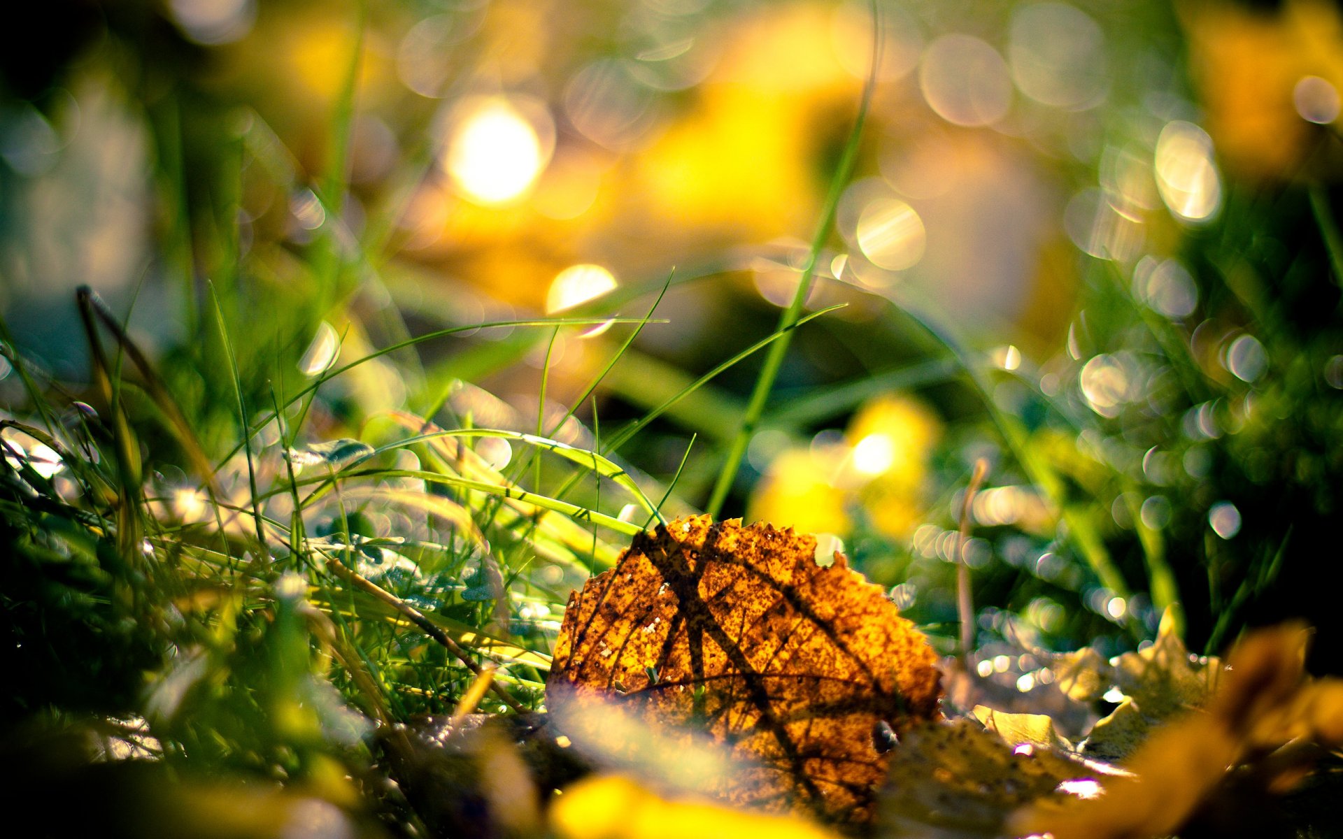 automne herbe feuilles